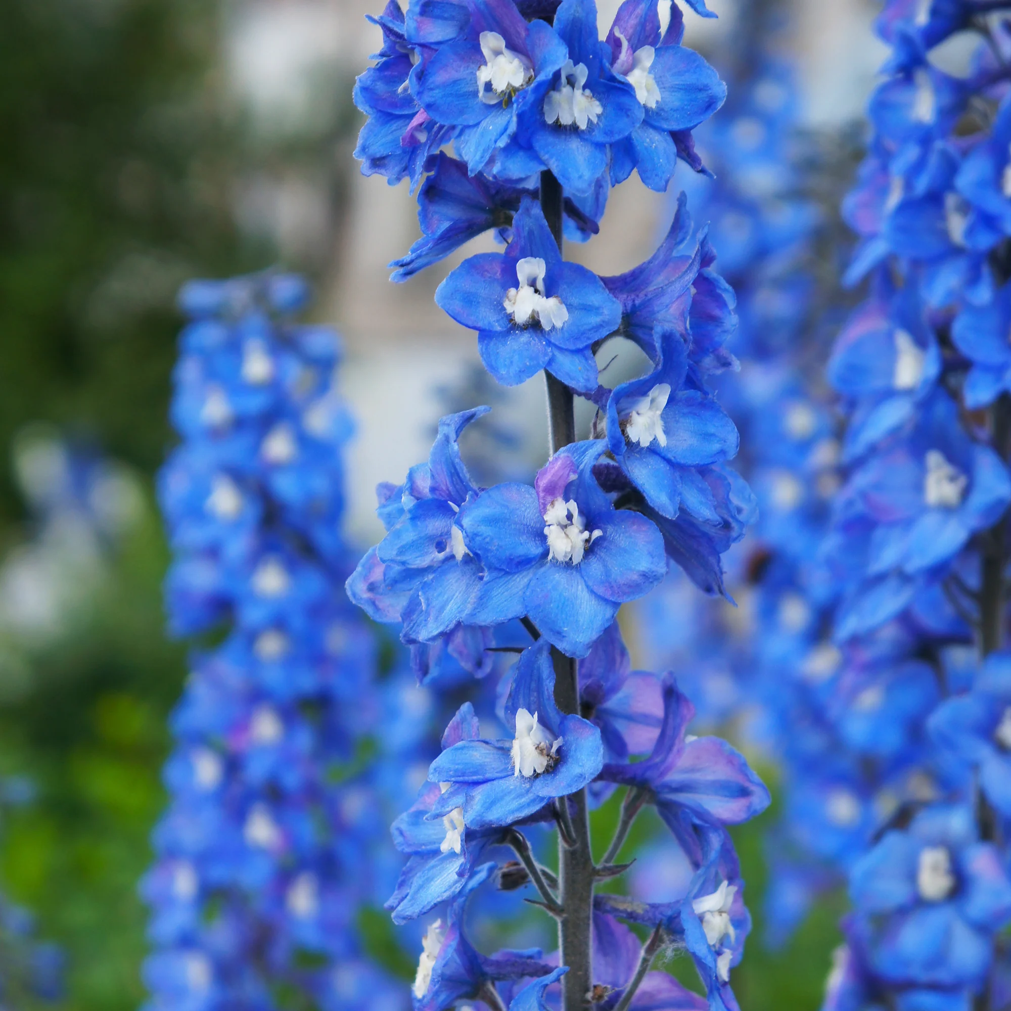 Delphinium géant Blue Bird