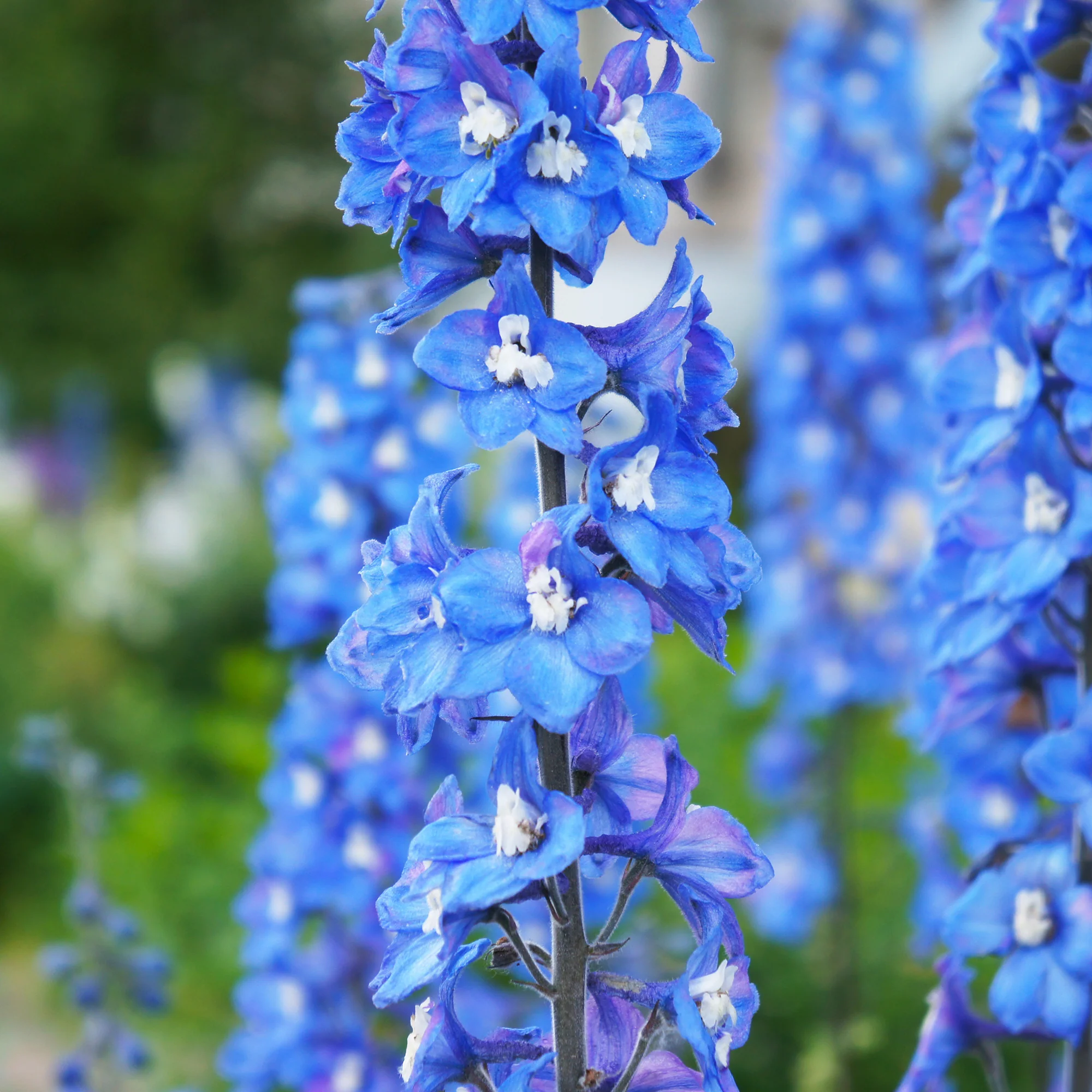 Delphinium géant Blue Bird - Image 2