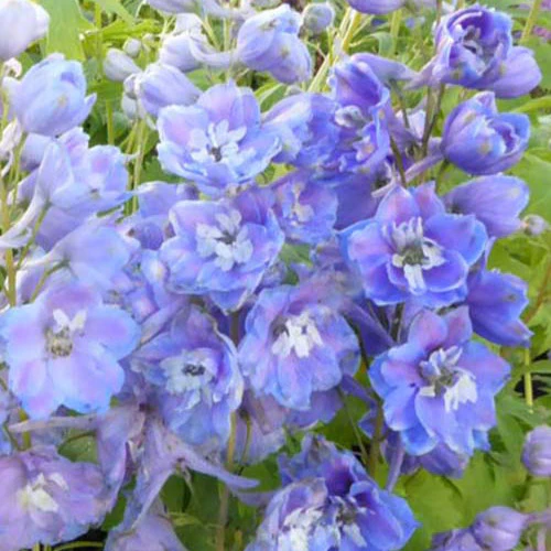 Delphinium géants Camelliard