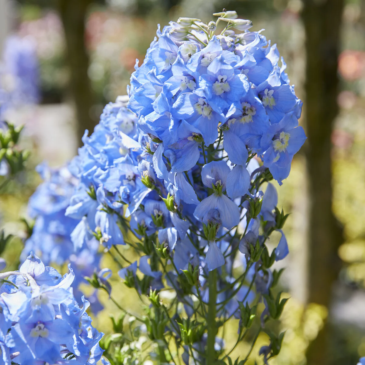 Delphinium géant Summer Skies