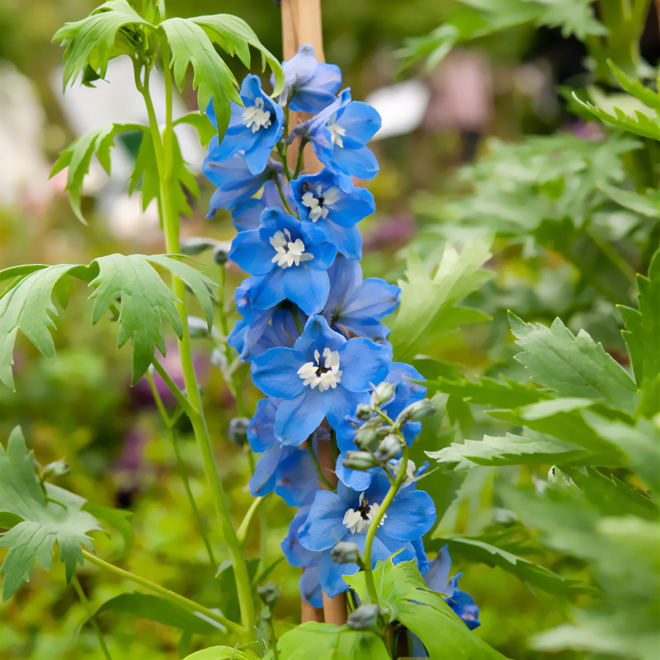 Delphinium géant Summer Skies - Image 2