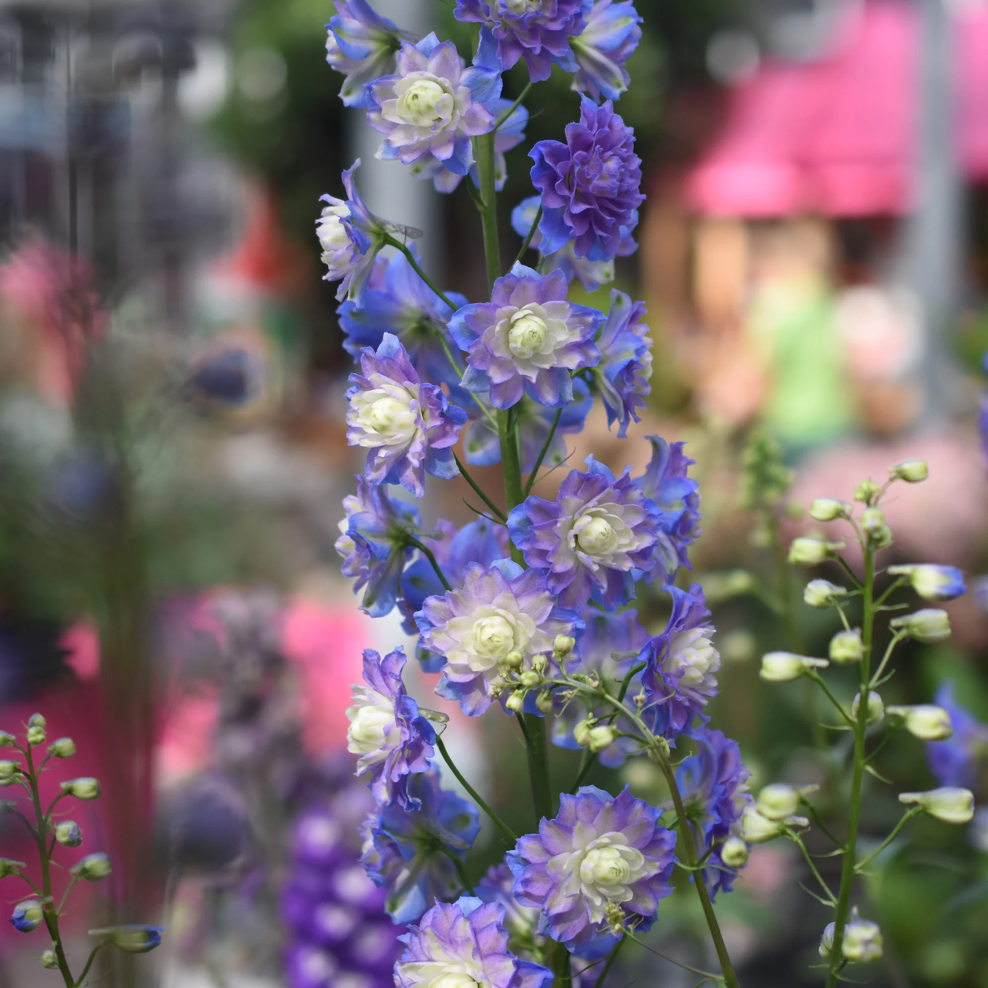 Delphinium Highlander® Bolero