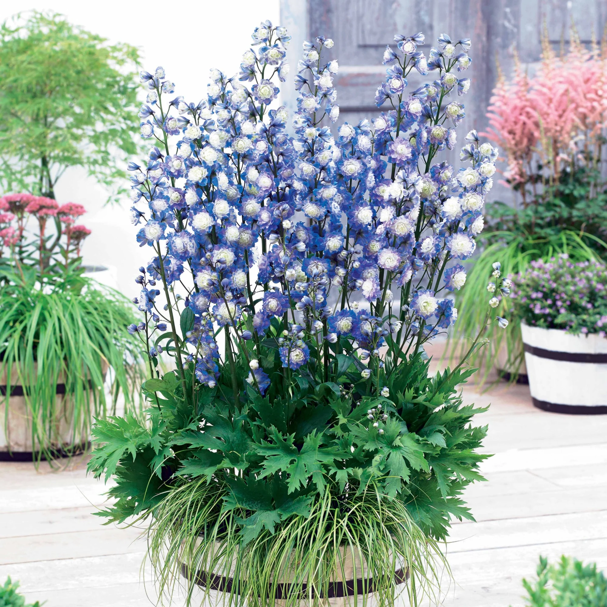 Delphinium Highlander® Bolero - Image 2
