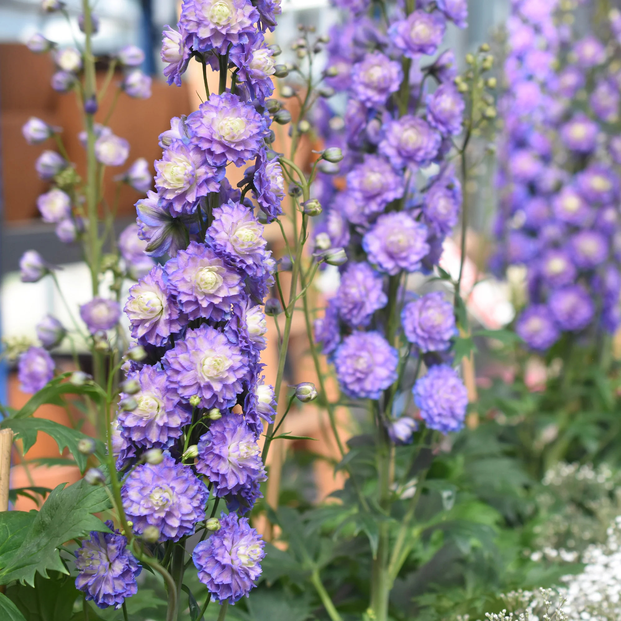 Delphinium Highlander® Bolero - Image 3