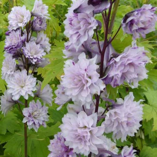Delphinium Highlander® Cha-Cha