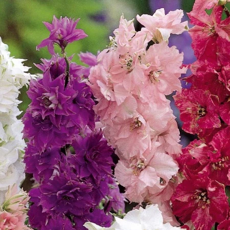 Delphinium - Pied d'alouette nain à fleur double Hyacinth Flowered
