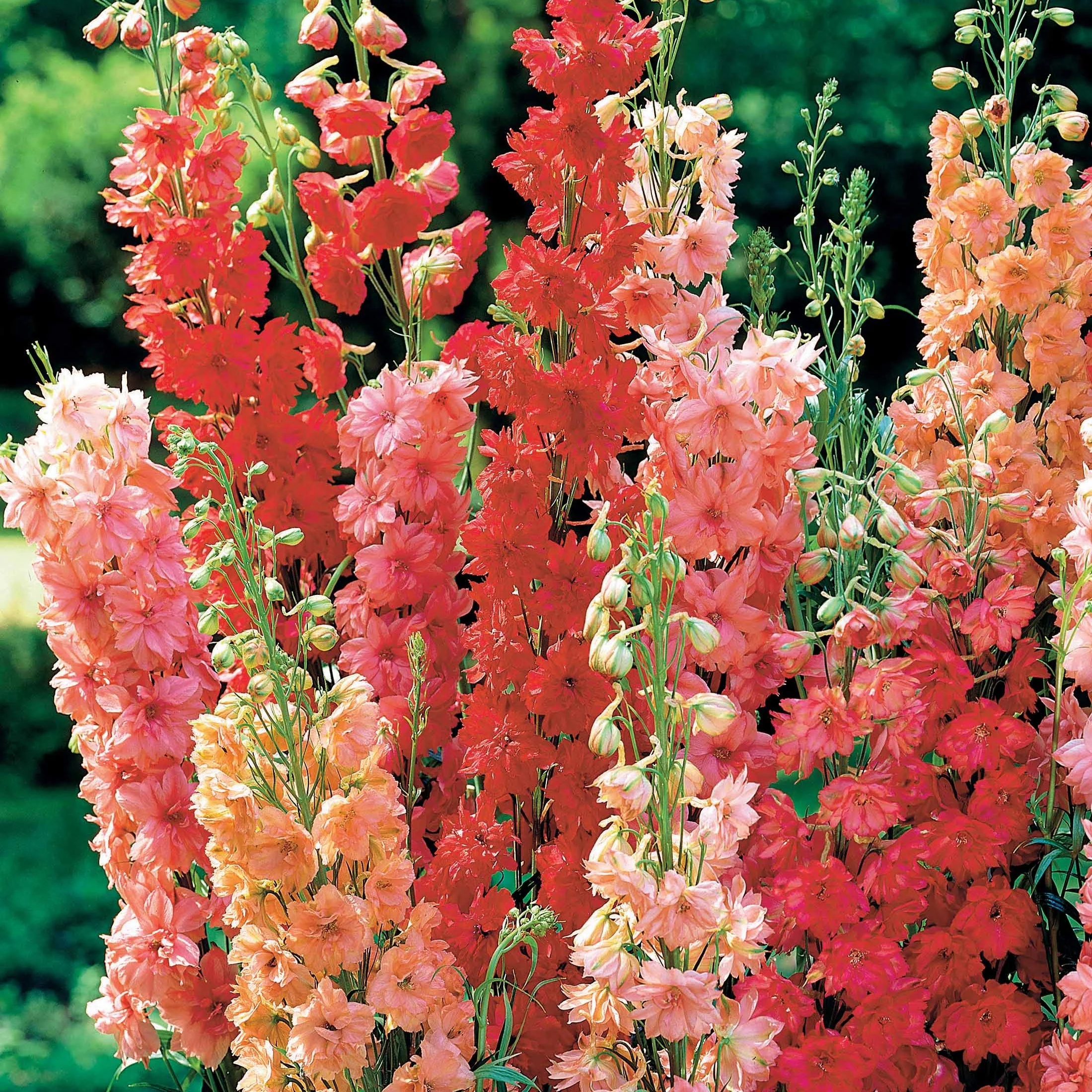 3 Delphiniums rouges en mélange