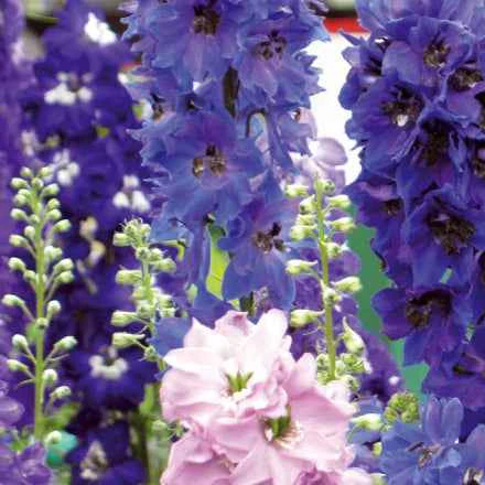 Delphiniums  Round Table Series en mélange