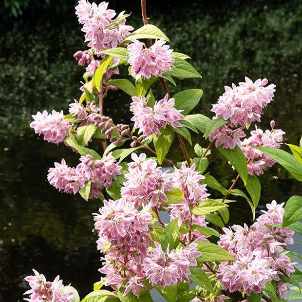 Deutzia Champ de fraise