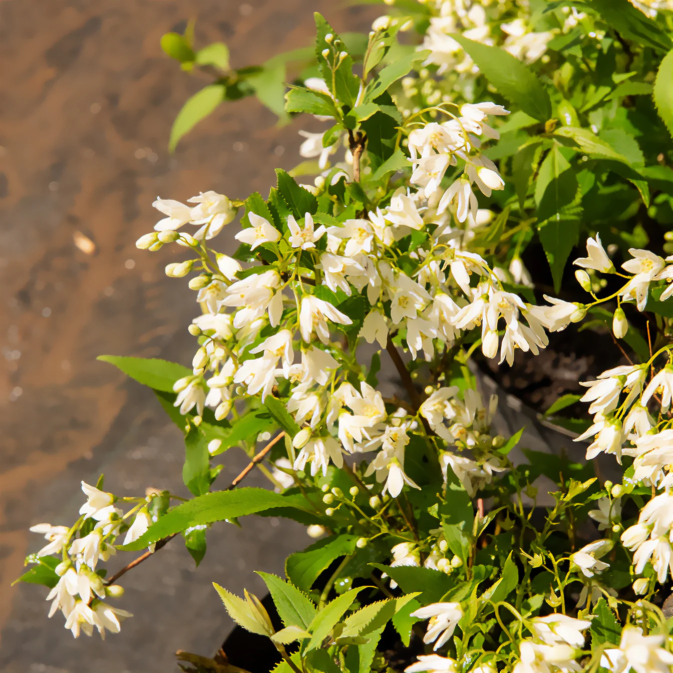 Deutzia nain Nikko - Image 2