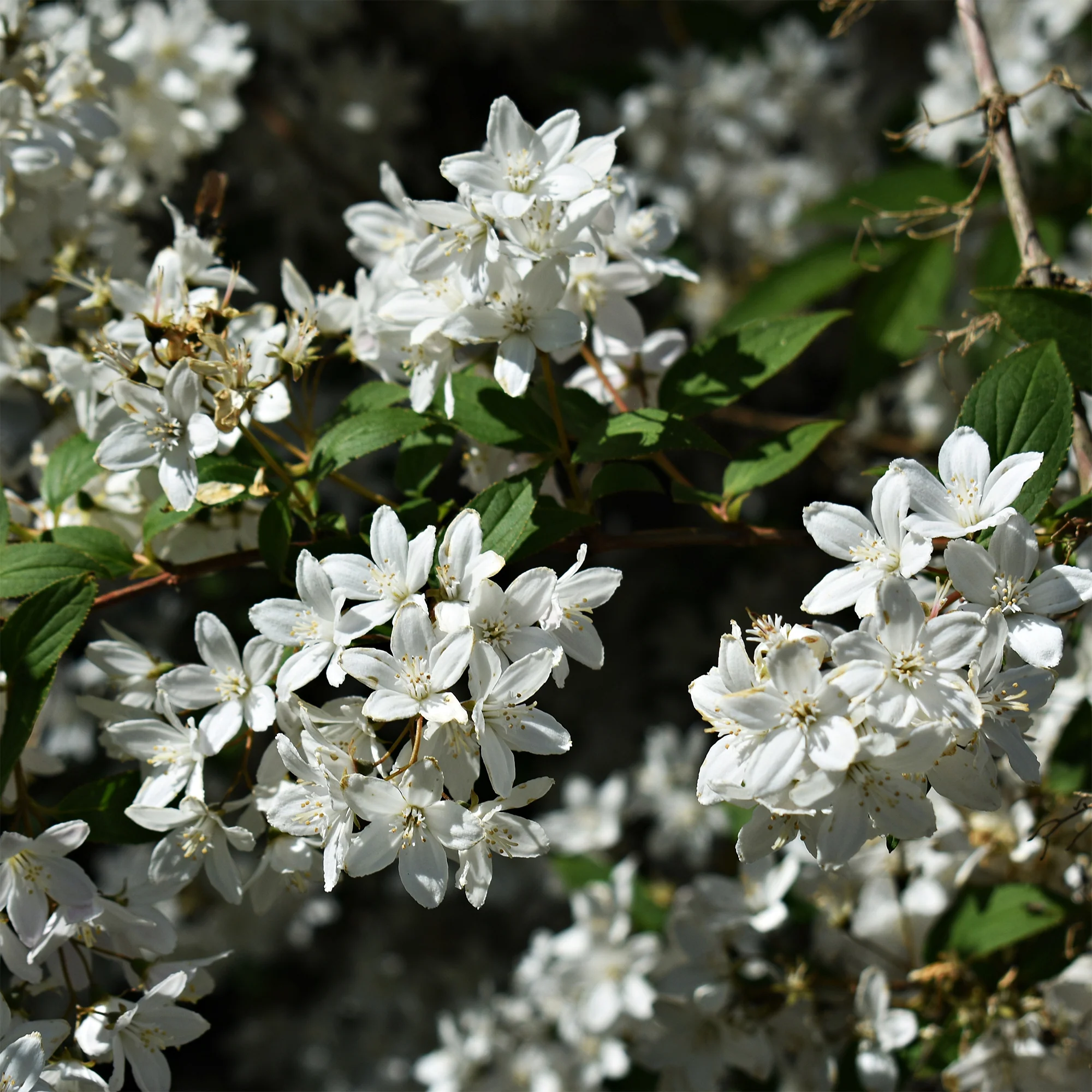 Deutzia nain Nikko - Image 3
