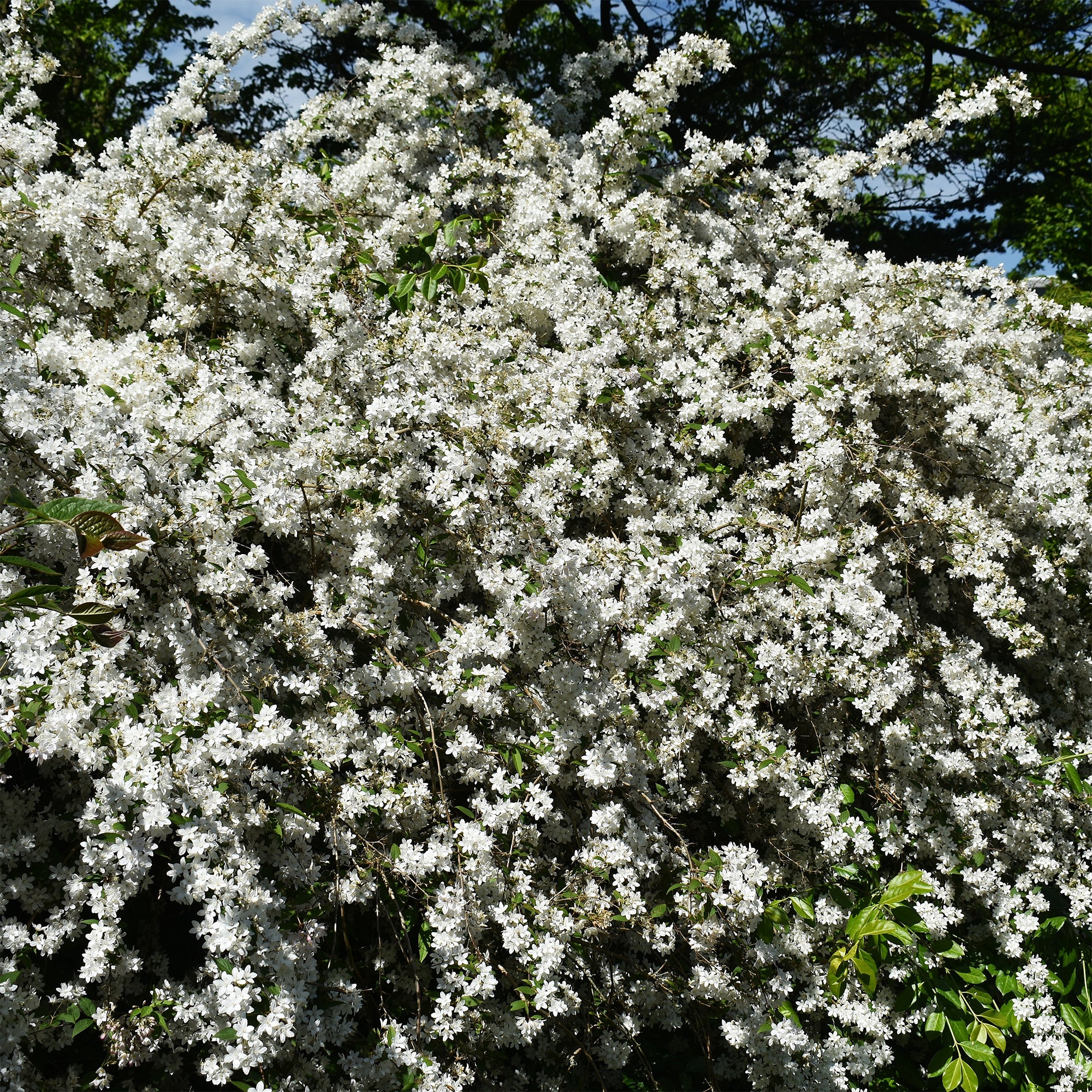 Deutzia nain Nikko - Image 4