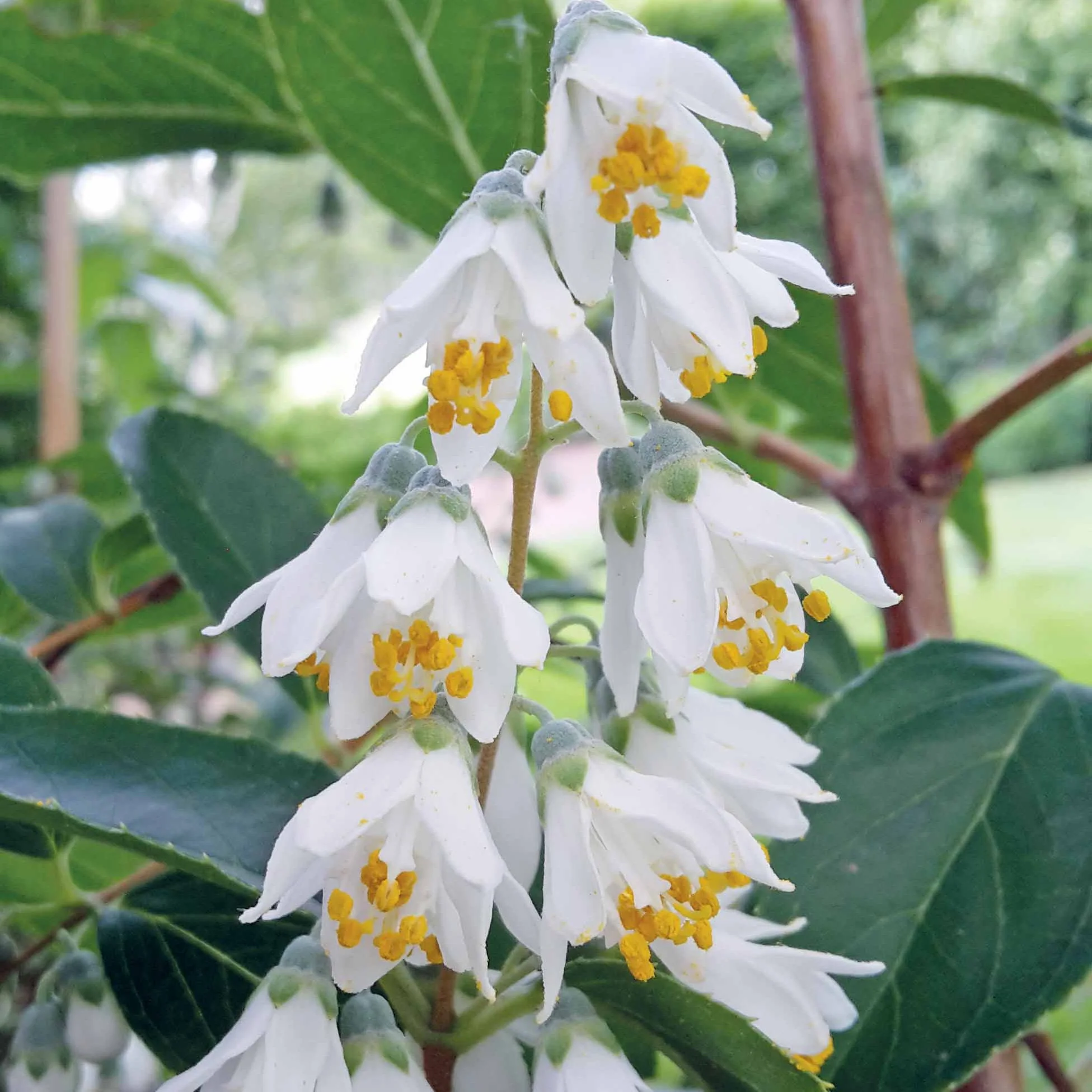 Deutzia pulchra