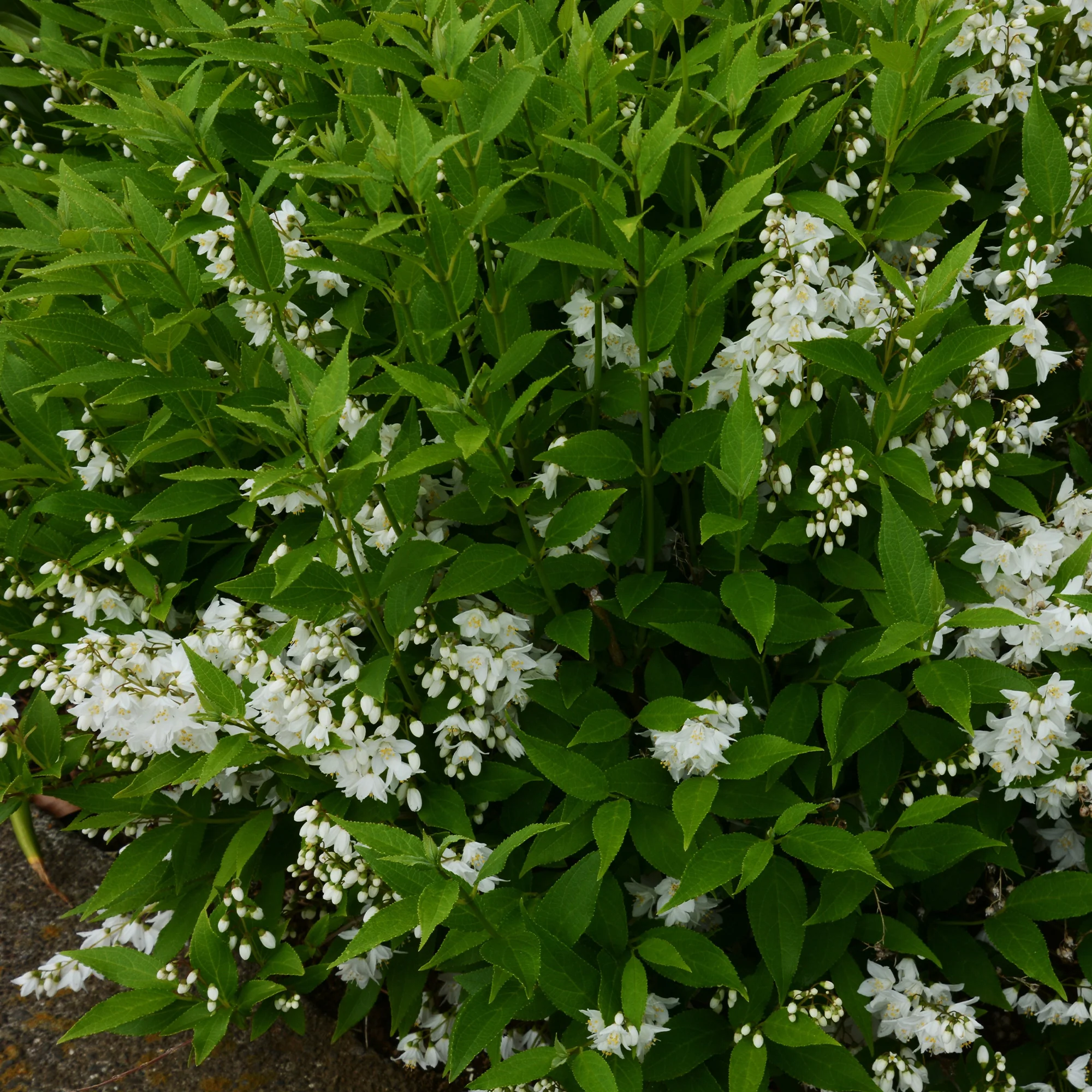 Deutzia pulchra - Image 2