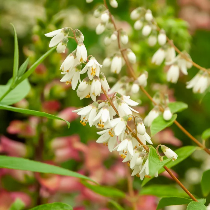 Deutzia pulchra - Image 3