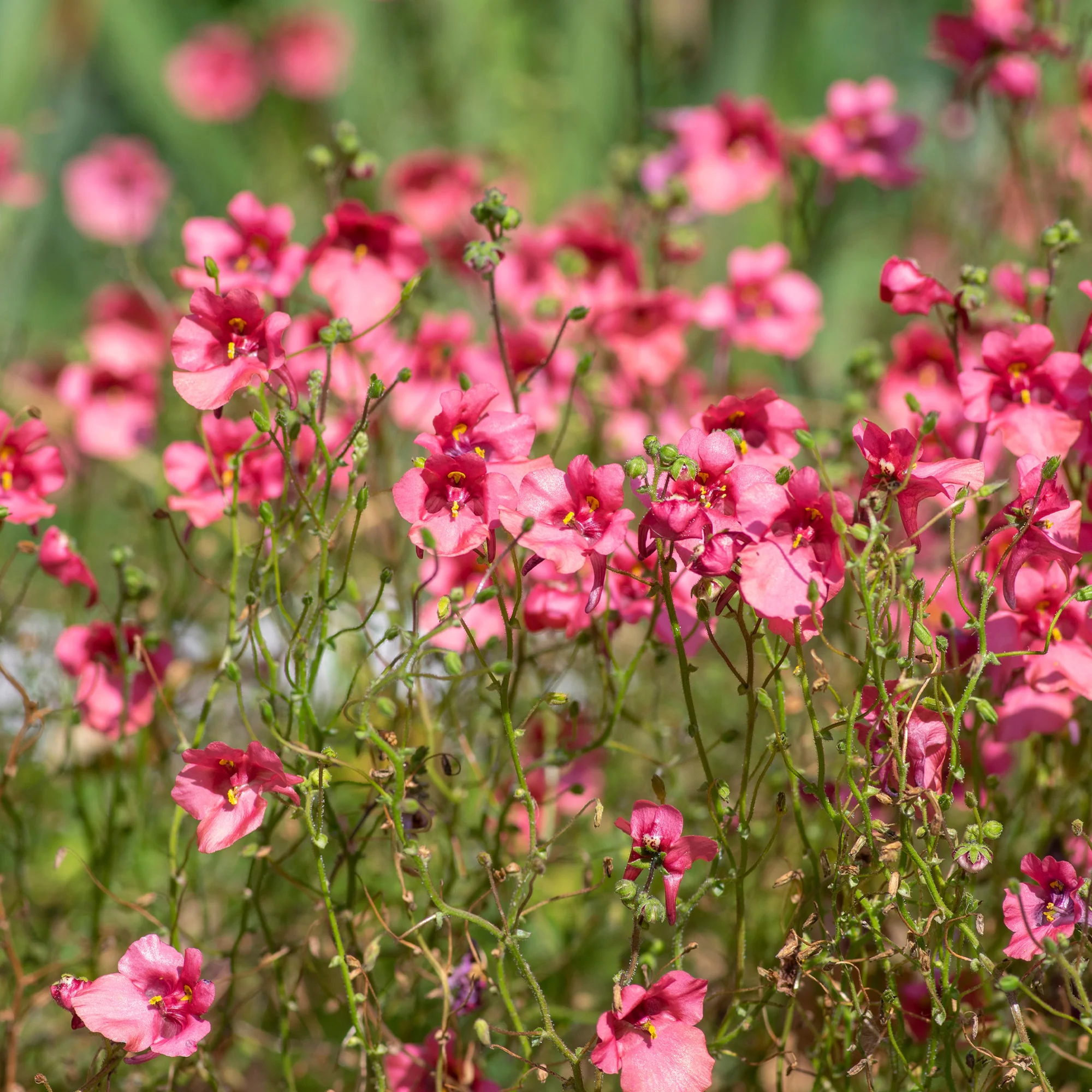 Diascie rose vif - Image 2