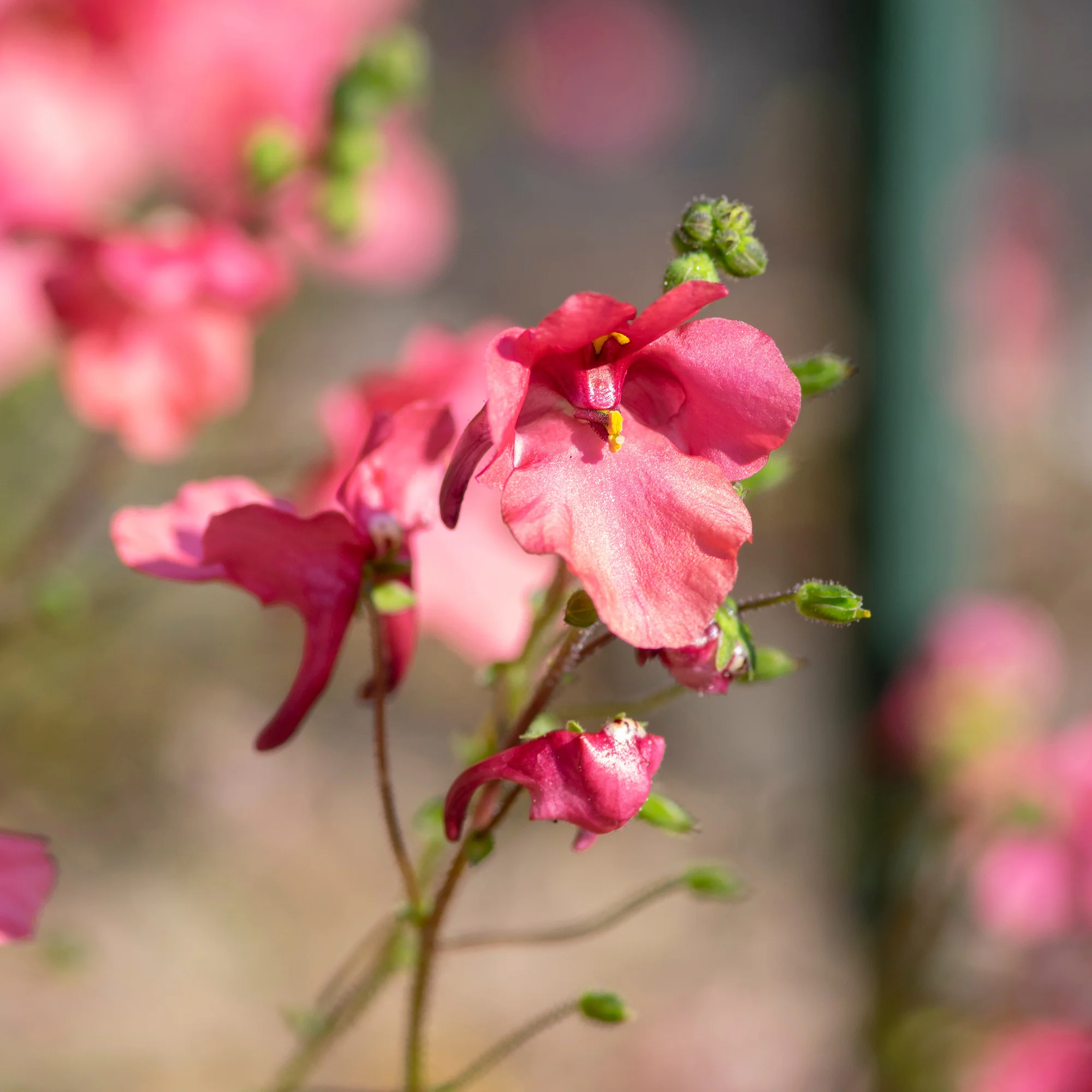 Diascie rose vif - Image 3
