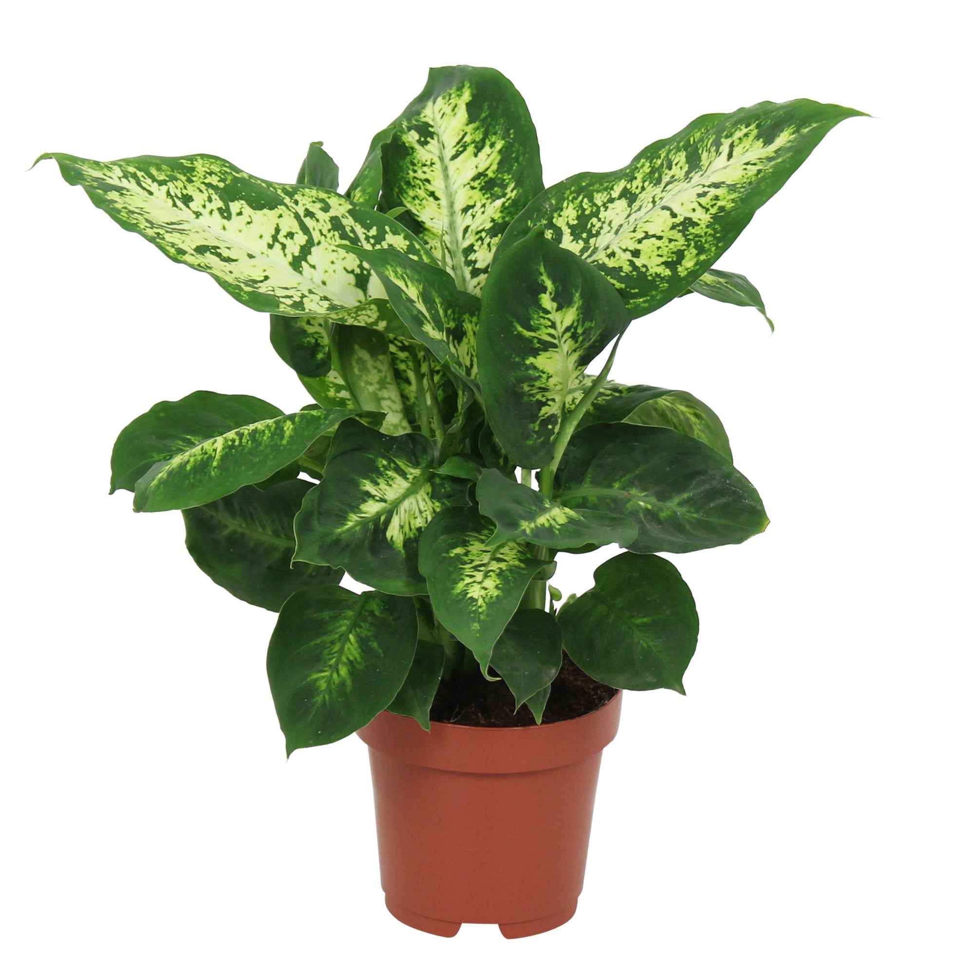 Dieffenbachia 'Compacta' - Image 4