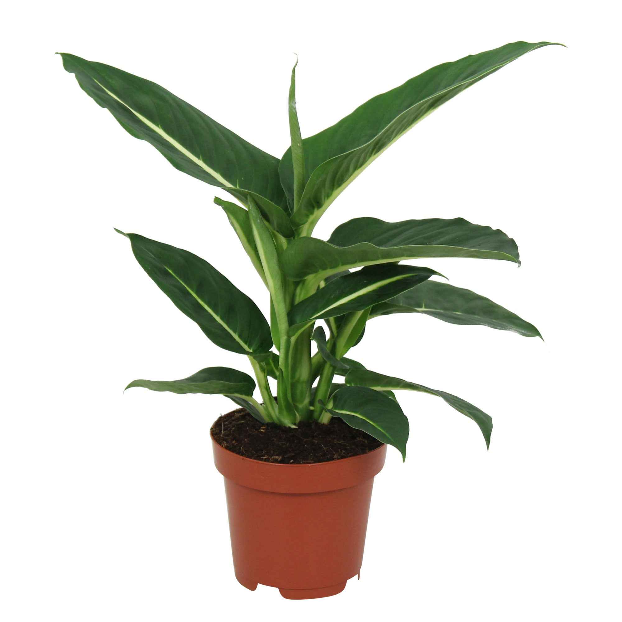 Dieffenbachia 'Green Magic' - Image 3