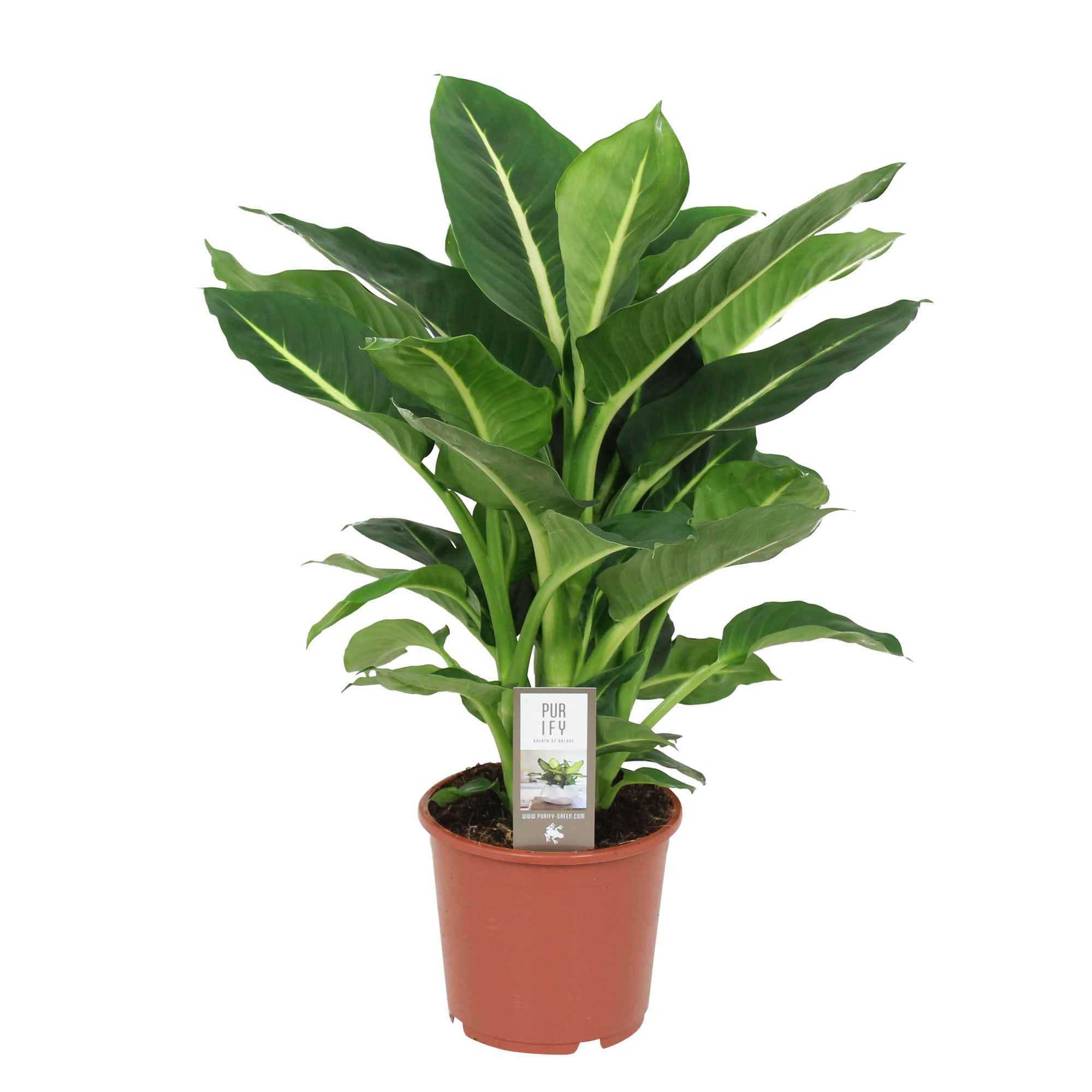 Dieffenbachia 'Green Magic' - Image 4