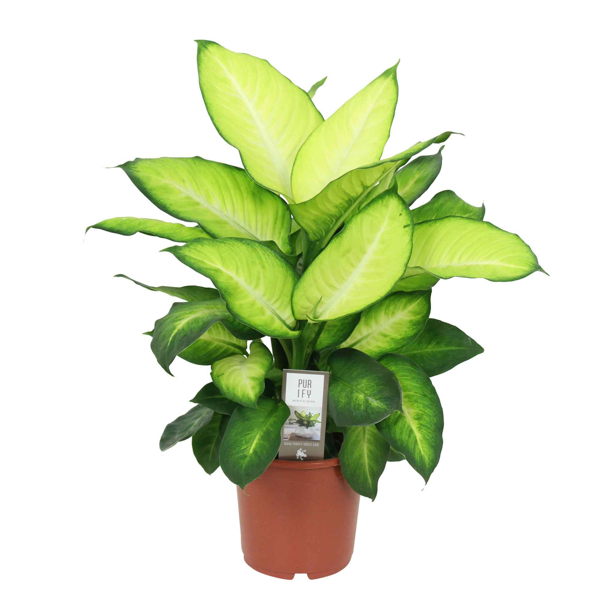 Dieffenbachia 'Summer Style' - Image 3