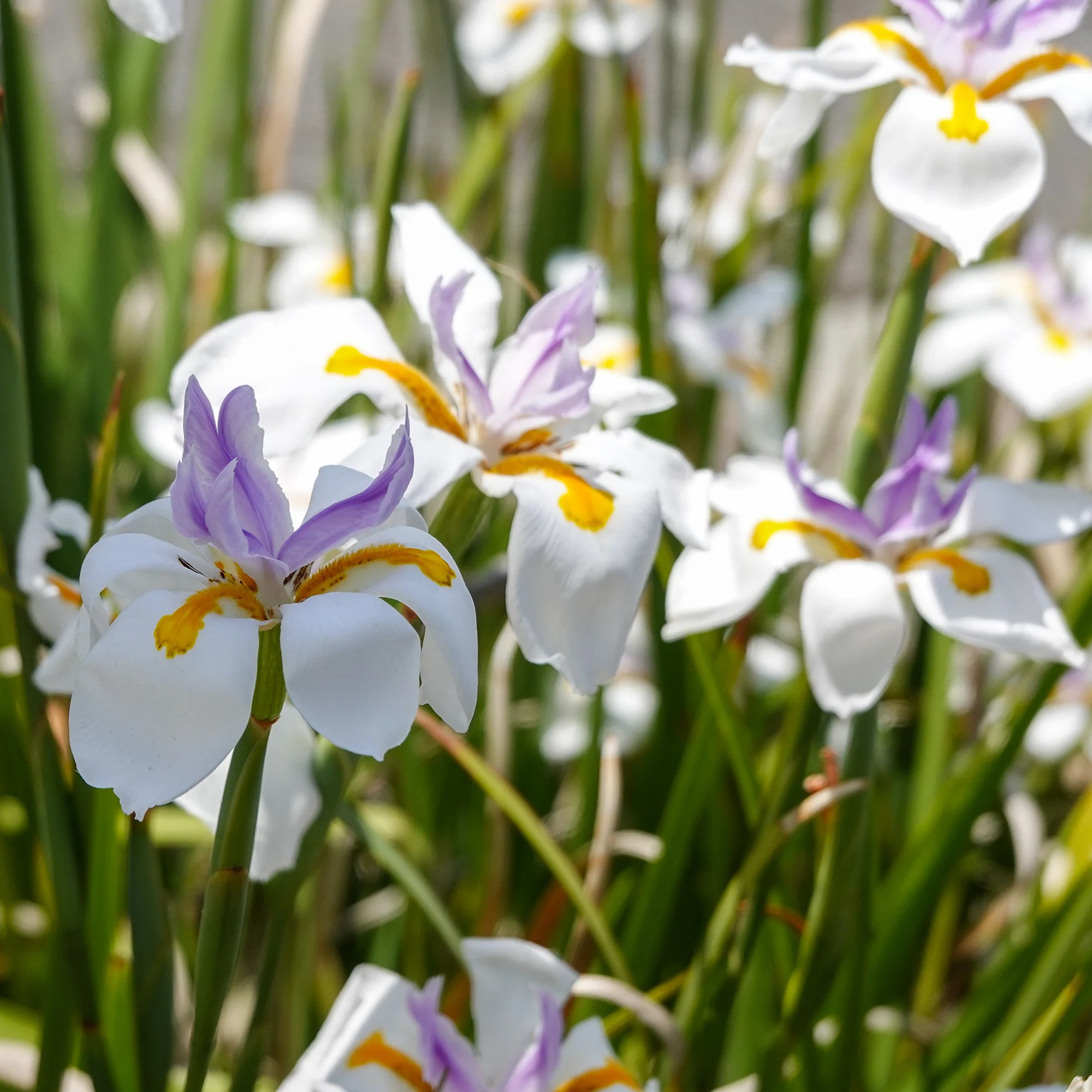 Dietes à grandes fleurs