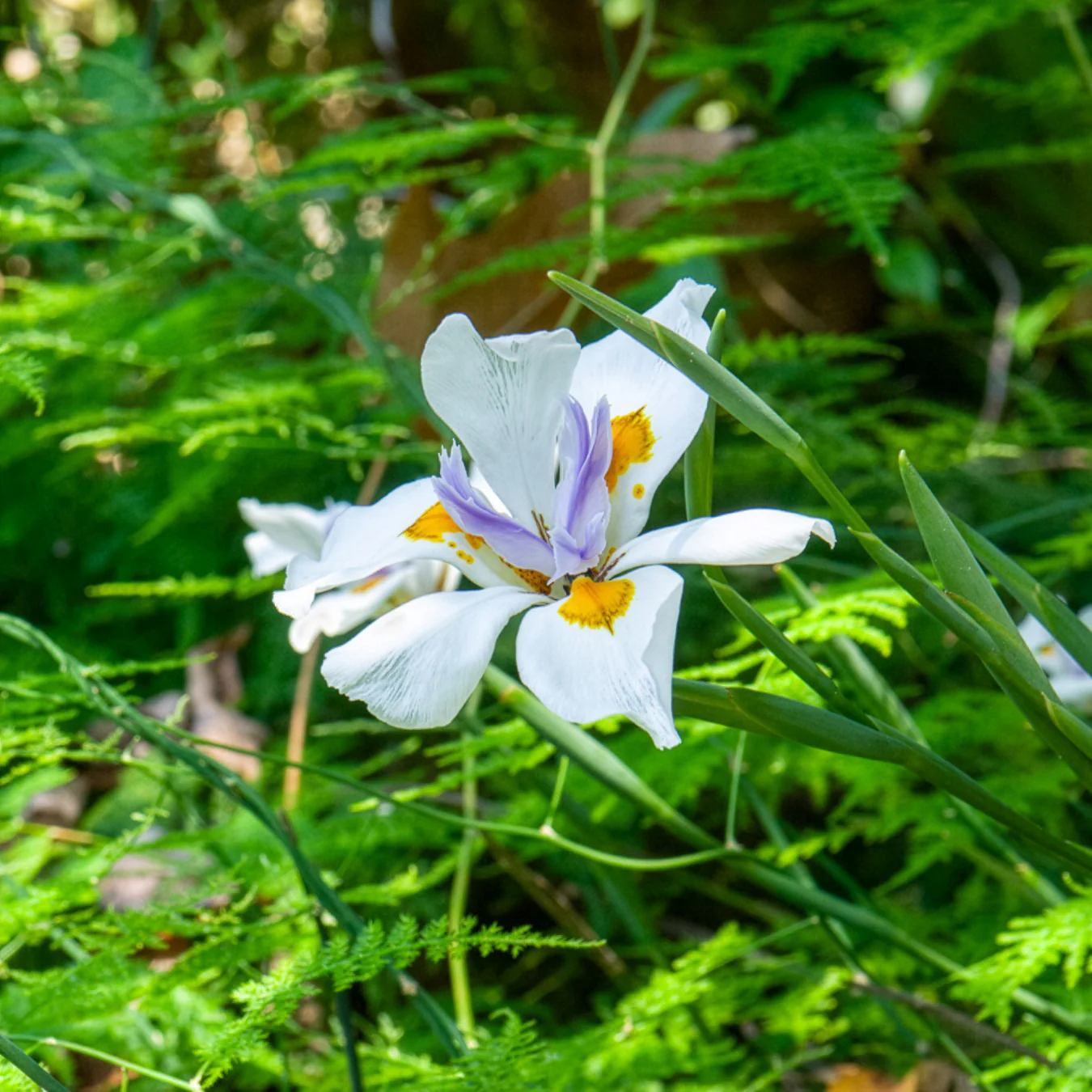 Dietes à grandes fleurs - Image 2