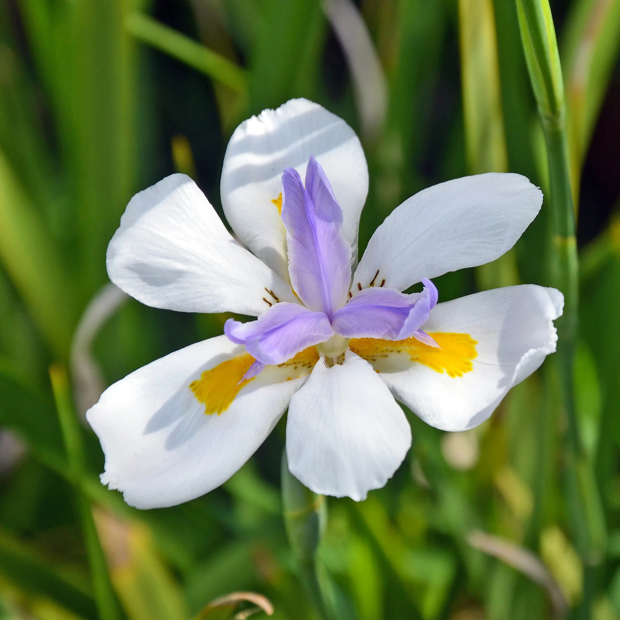 Dietes à grandes fleurs - Image 3