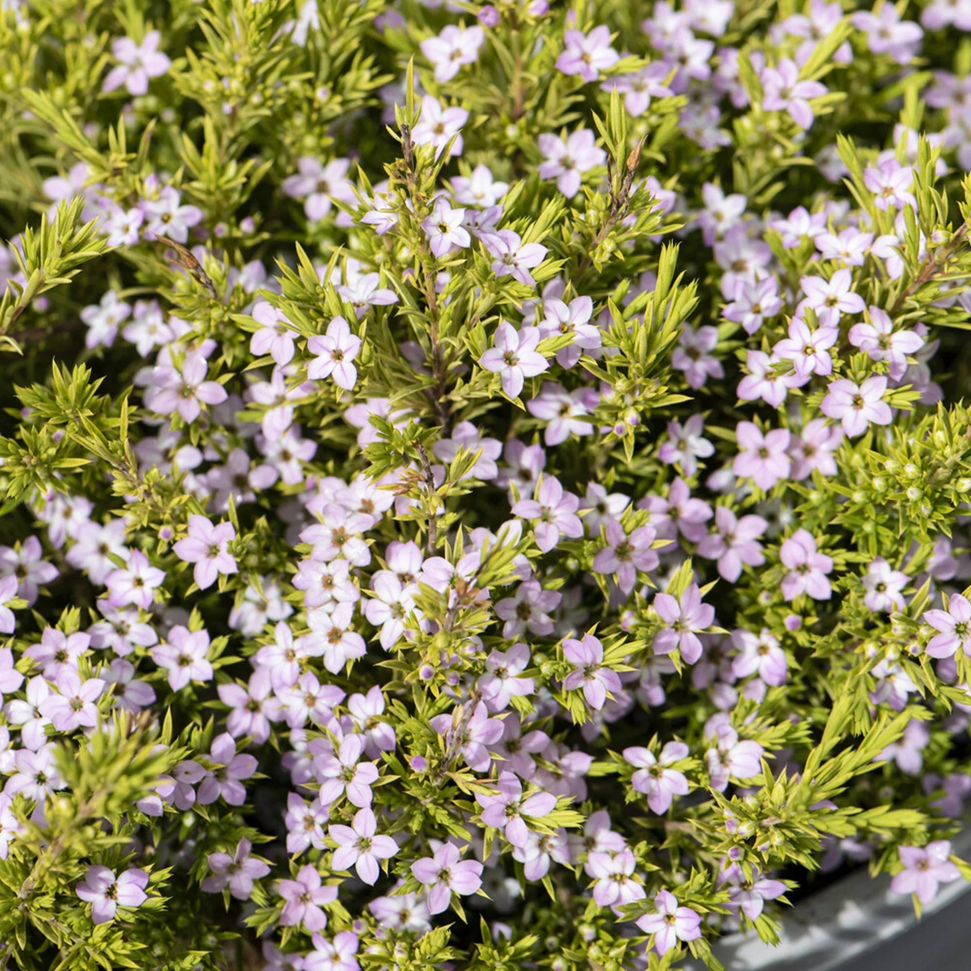 Diosma Sunset Gold - Plante du pêcheur - Image 2