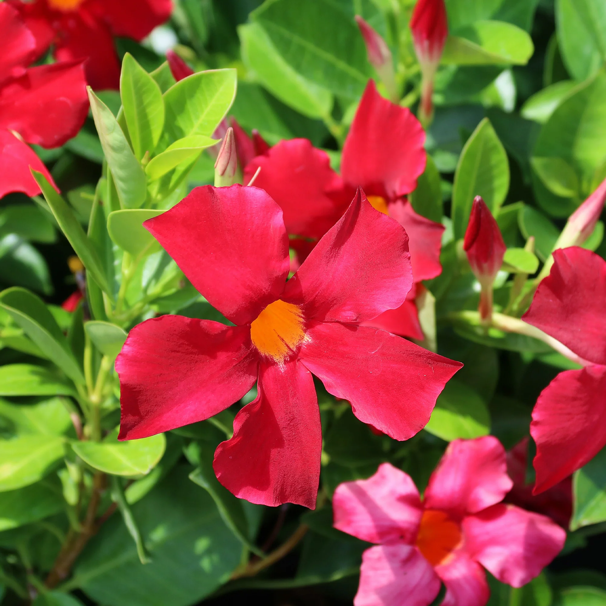 Dipladenia pyramide rouge