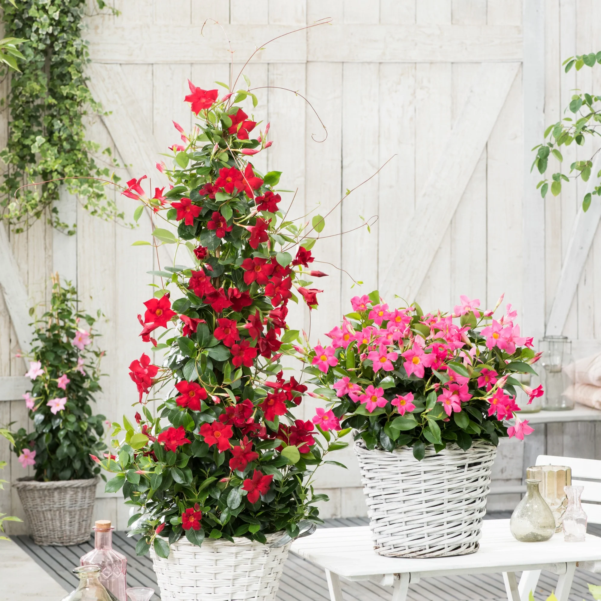 Dipladenia pyramide rouge - Image 4