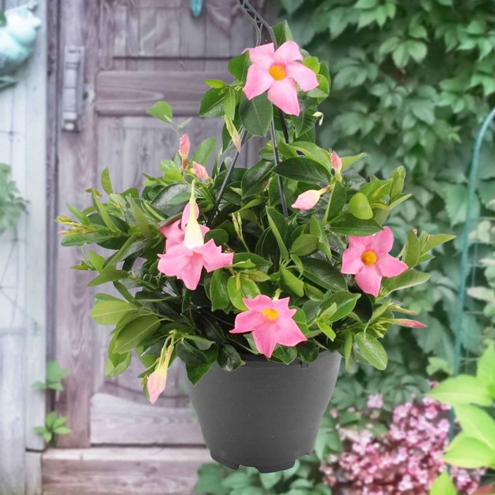 Dipladénia rose