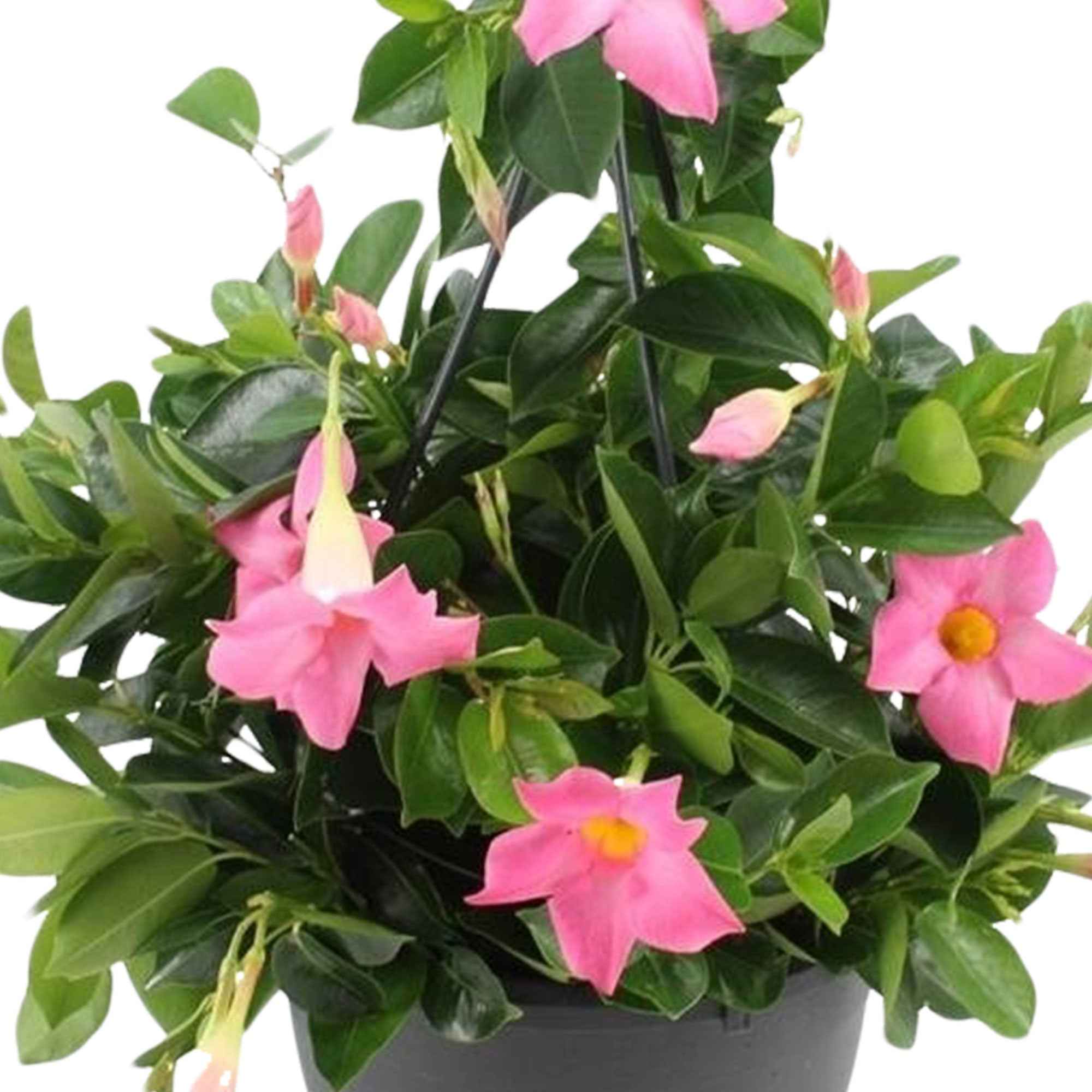 Dipladénia rose - Image 2