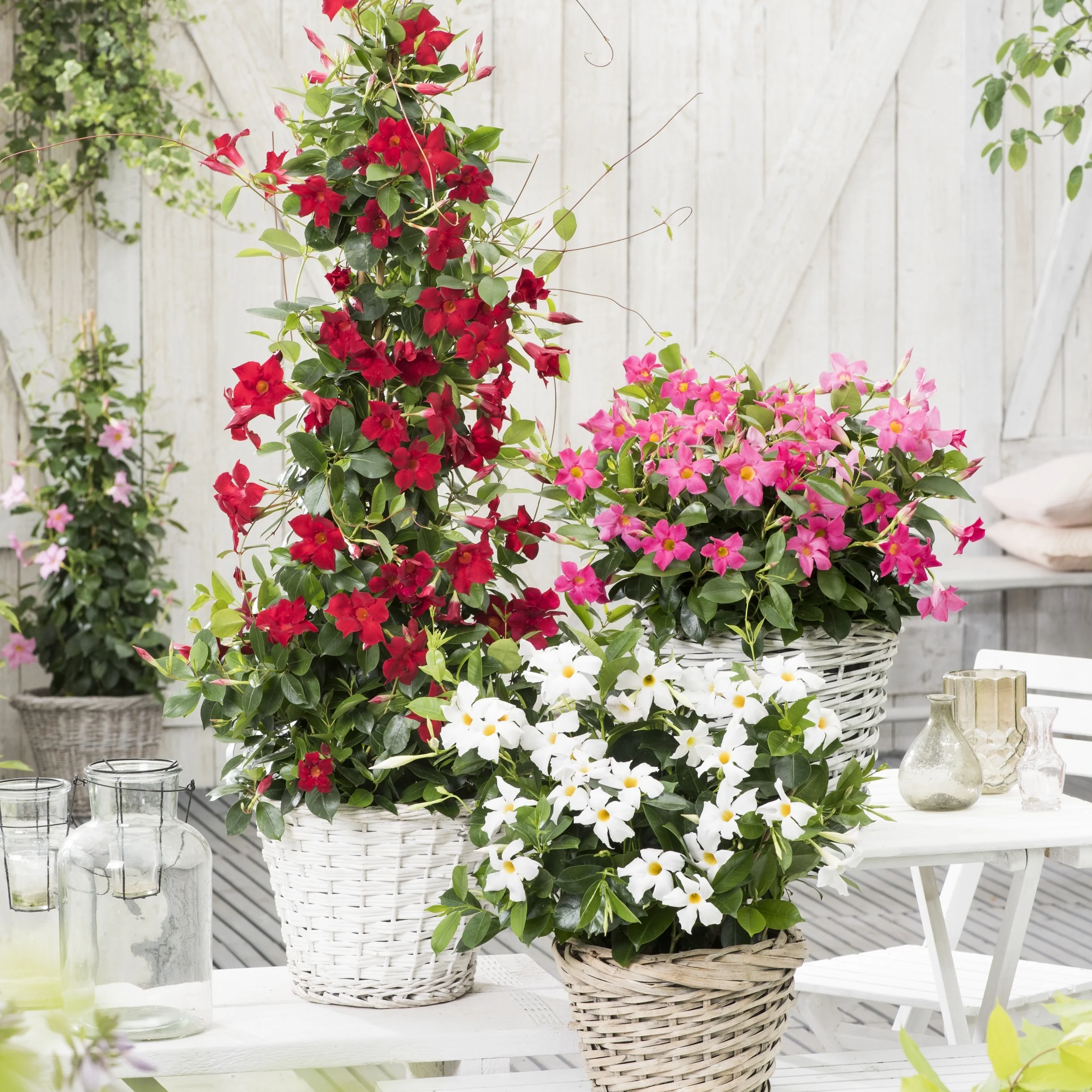 Dipladénia rouge - Image 2
