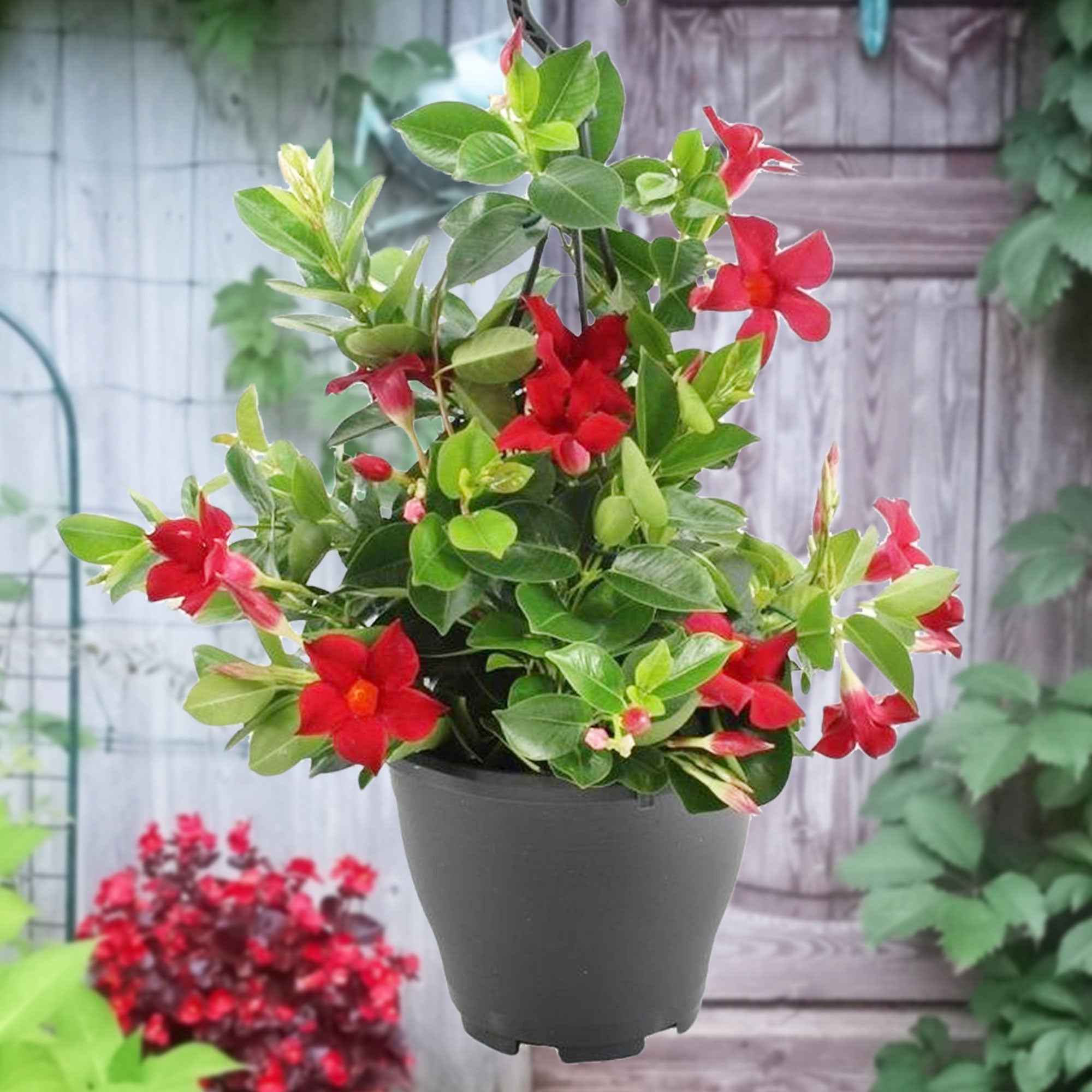 Dipladénia rouge - Image 3