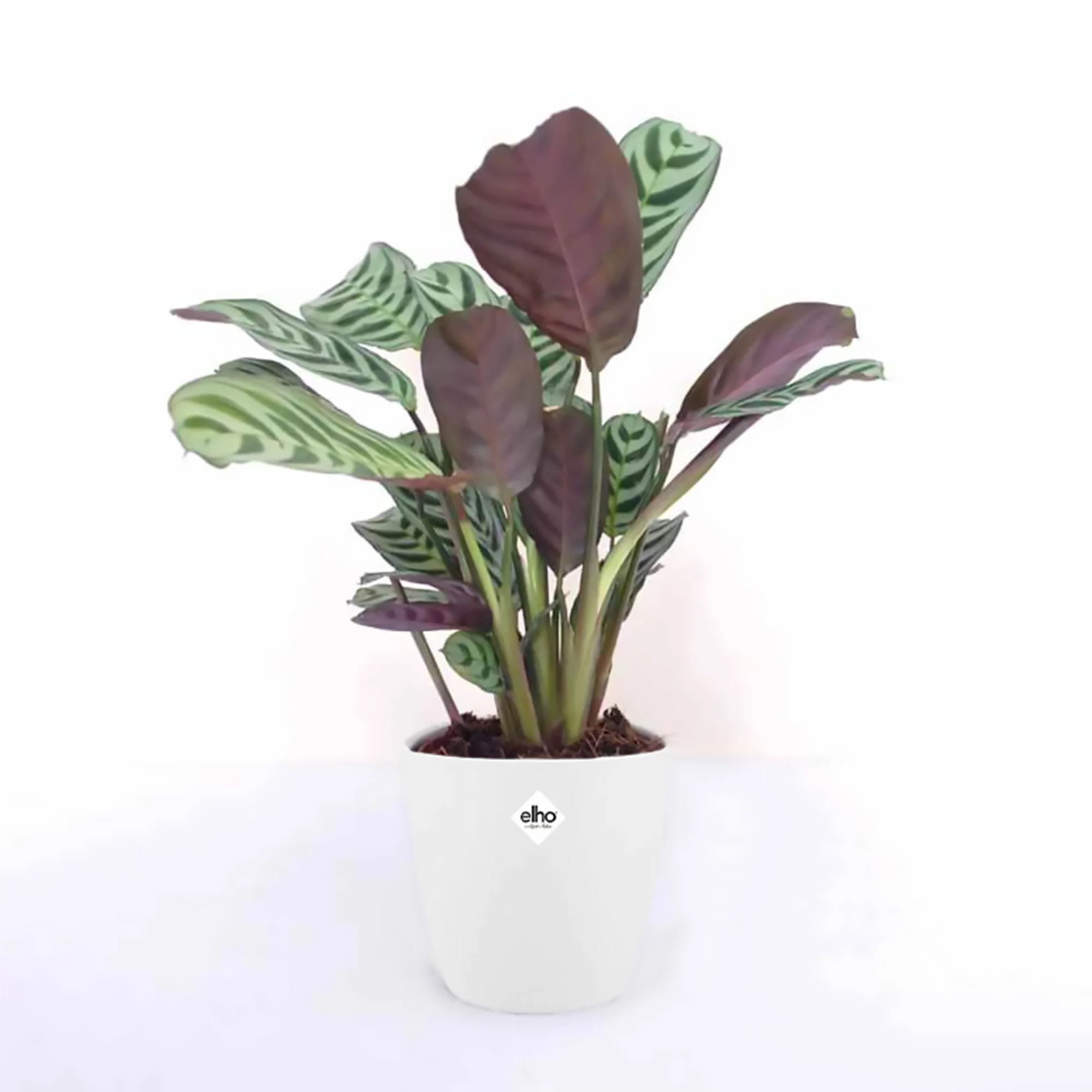 Dormeuse + cache pot blanc 14 cm. - Image 3