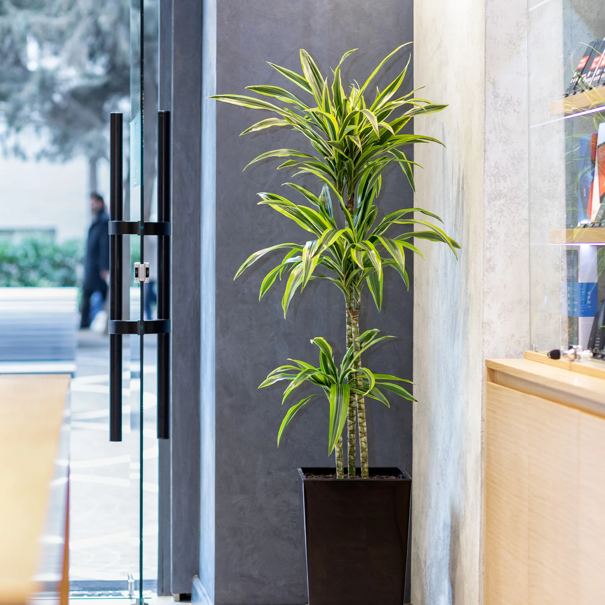 Dracaena Lemon Lime