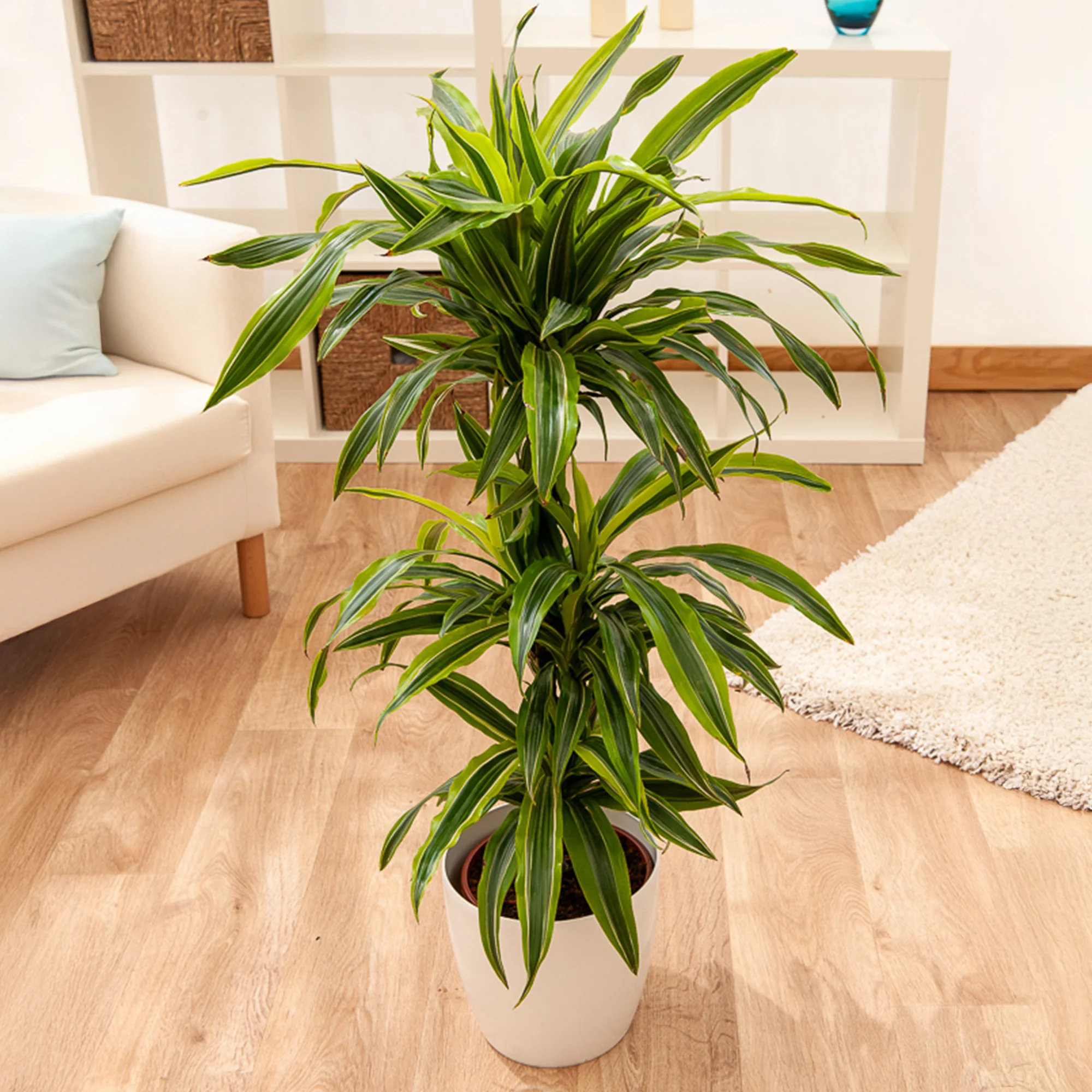 Dracaena Lemon Lime - Image 2