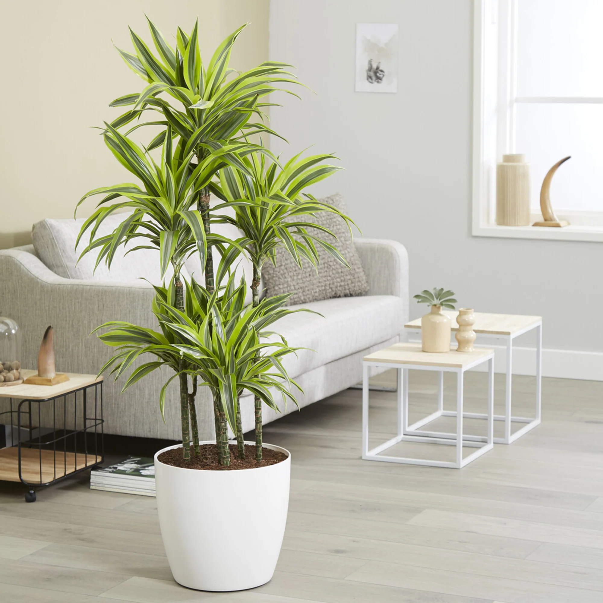 Dracaena Lemon Lime - Image 3