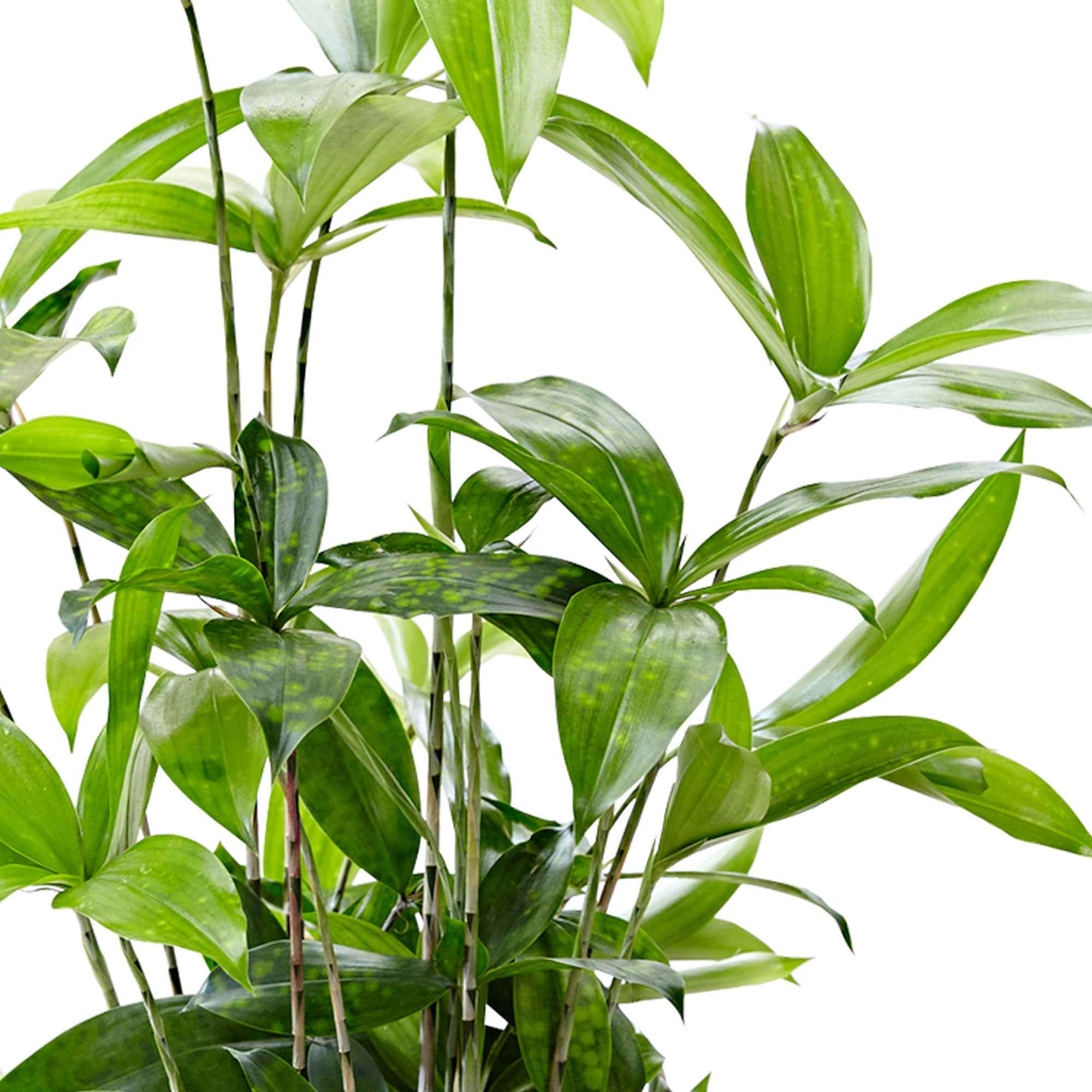 Dragonnier Dracaena surculosa - Image 3