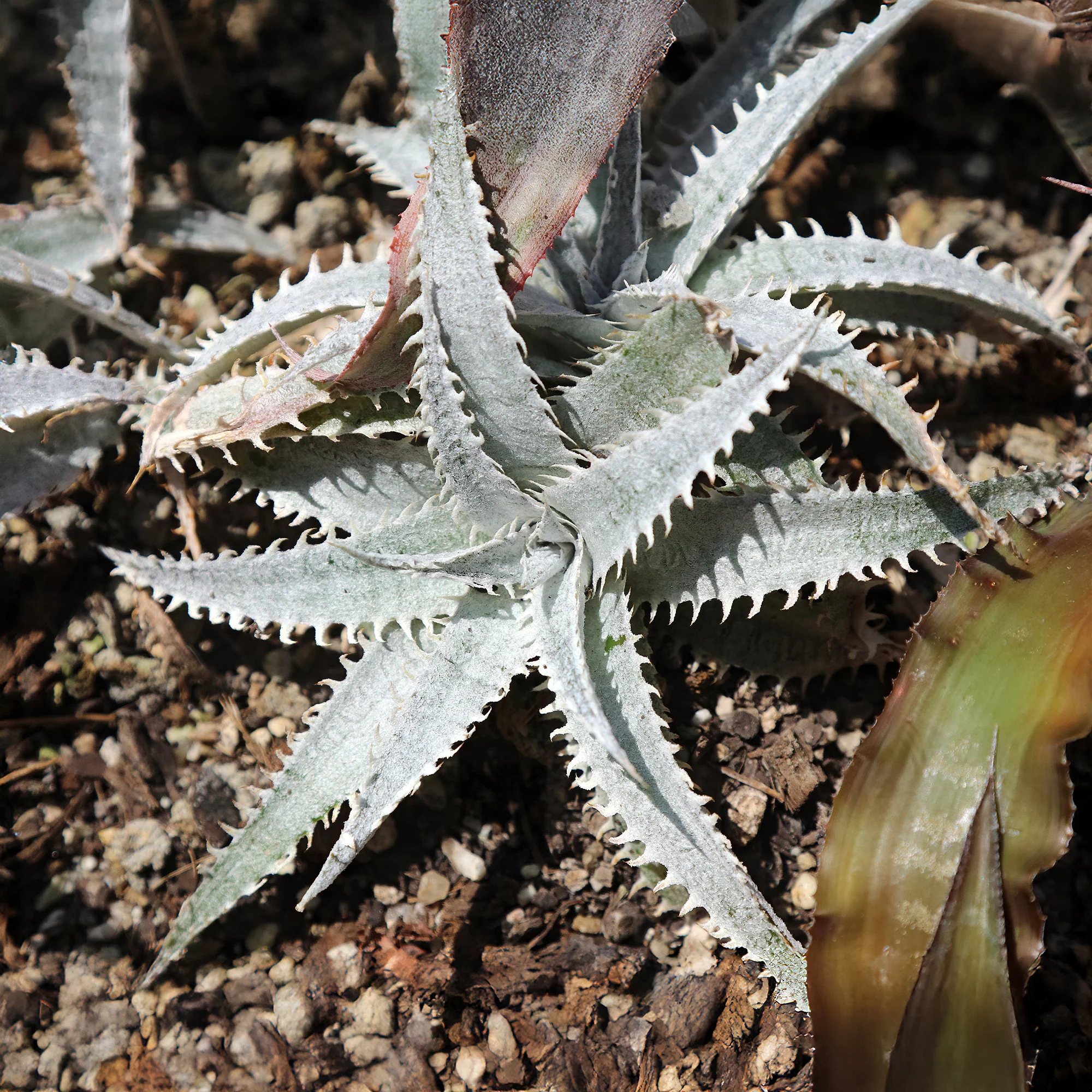 Dyckia Grand Marnier - Image 2