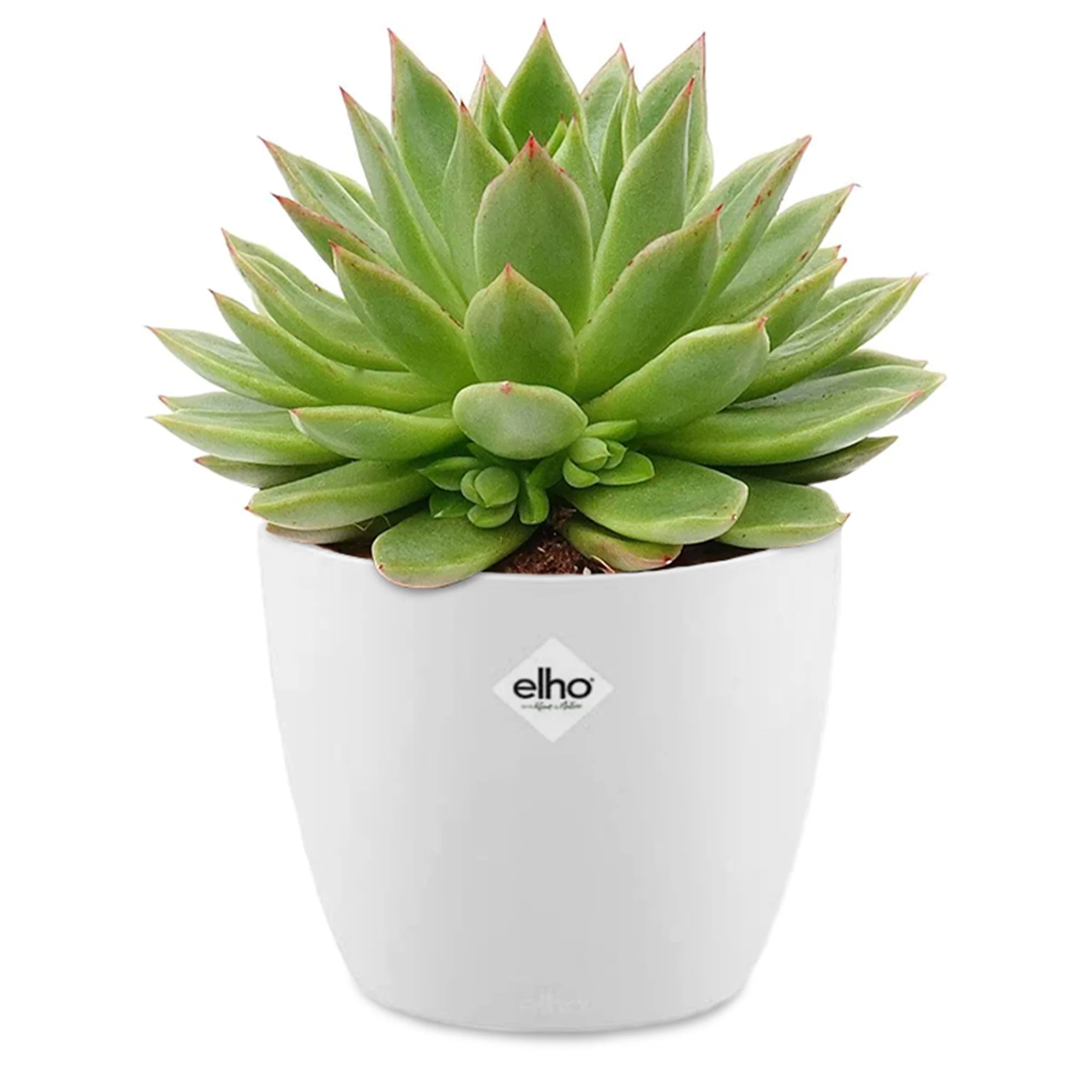 Echeveria agavoides + cache pot blanc 14 cm
