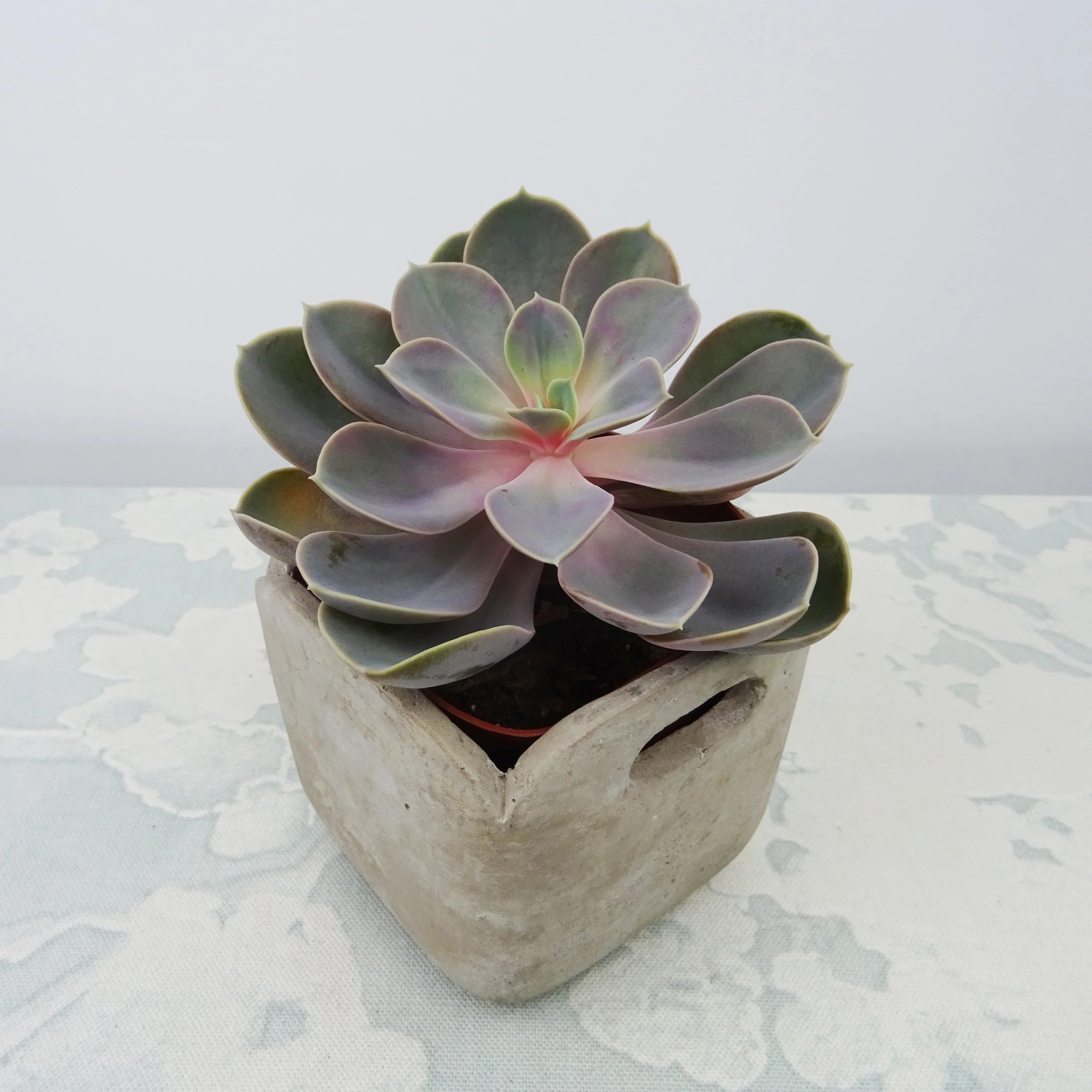 Echeveria pearl von Nuernberg