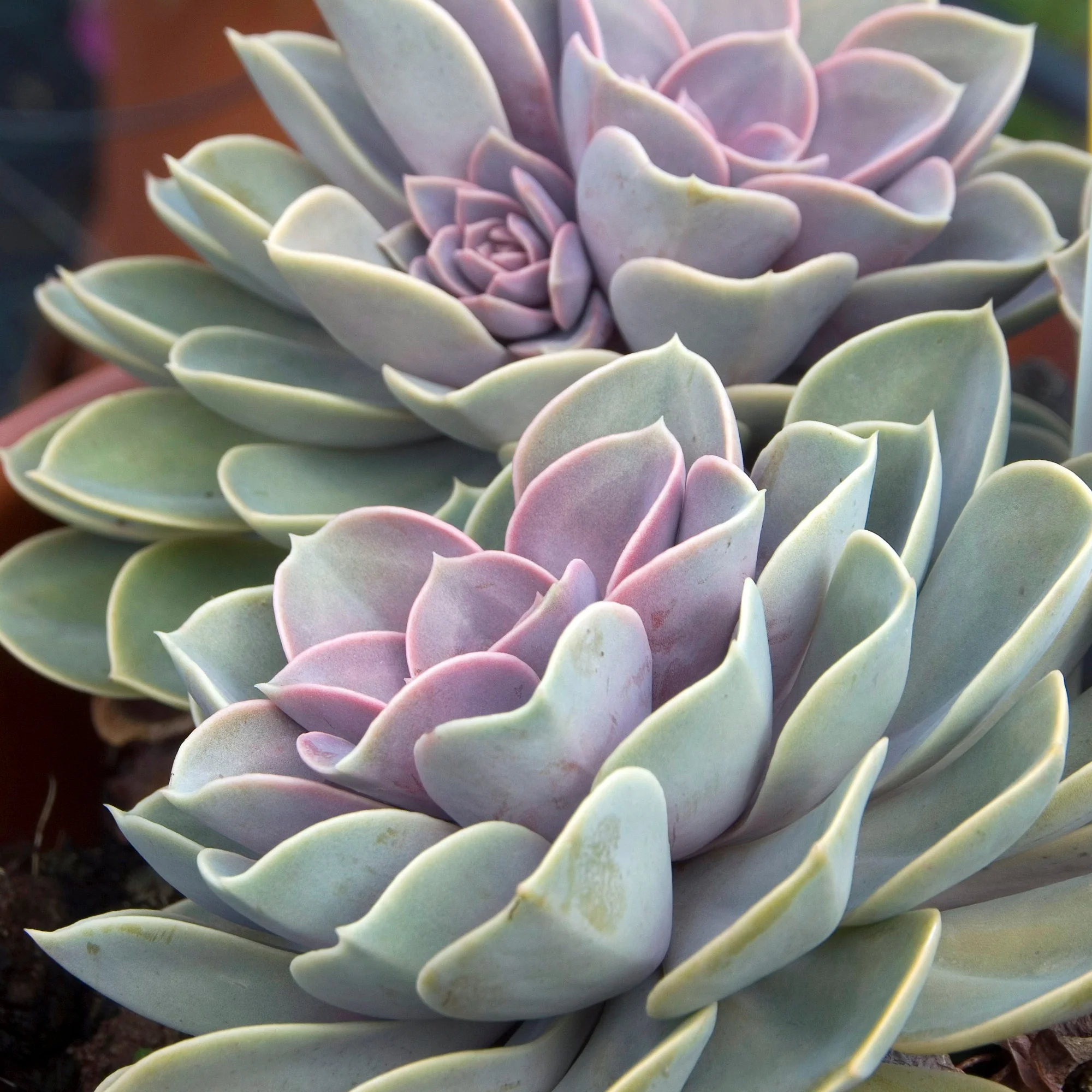 Echeveria pearl von Nuernberg - Image 2