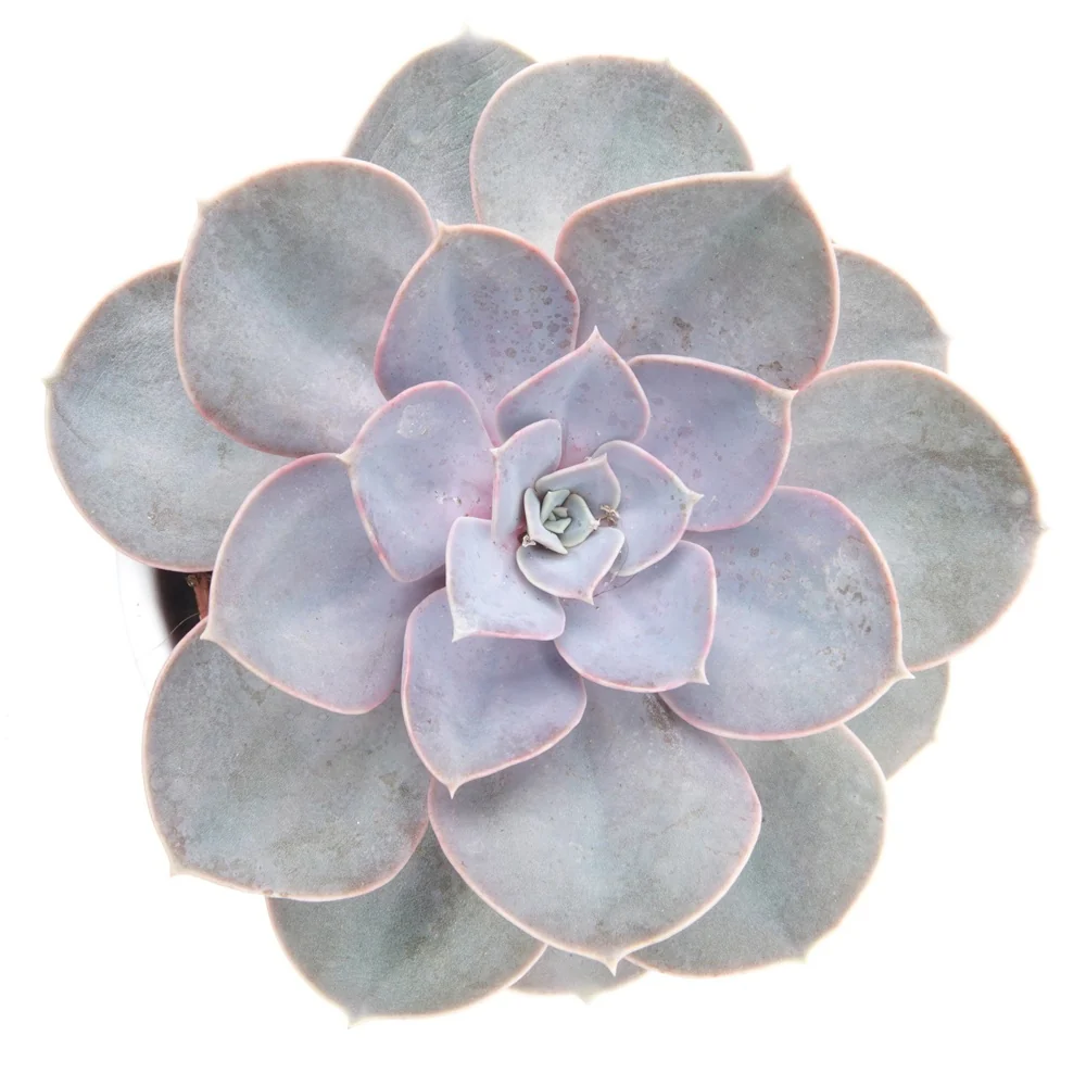 Echeveria pearl von Nuernberg - Image 3