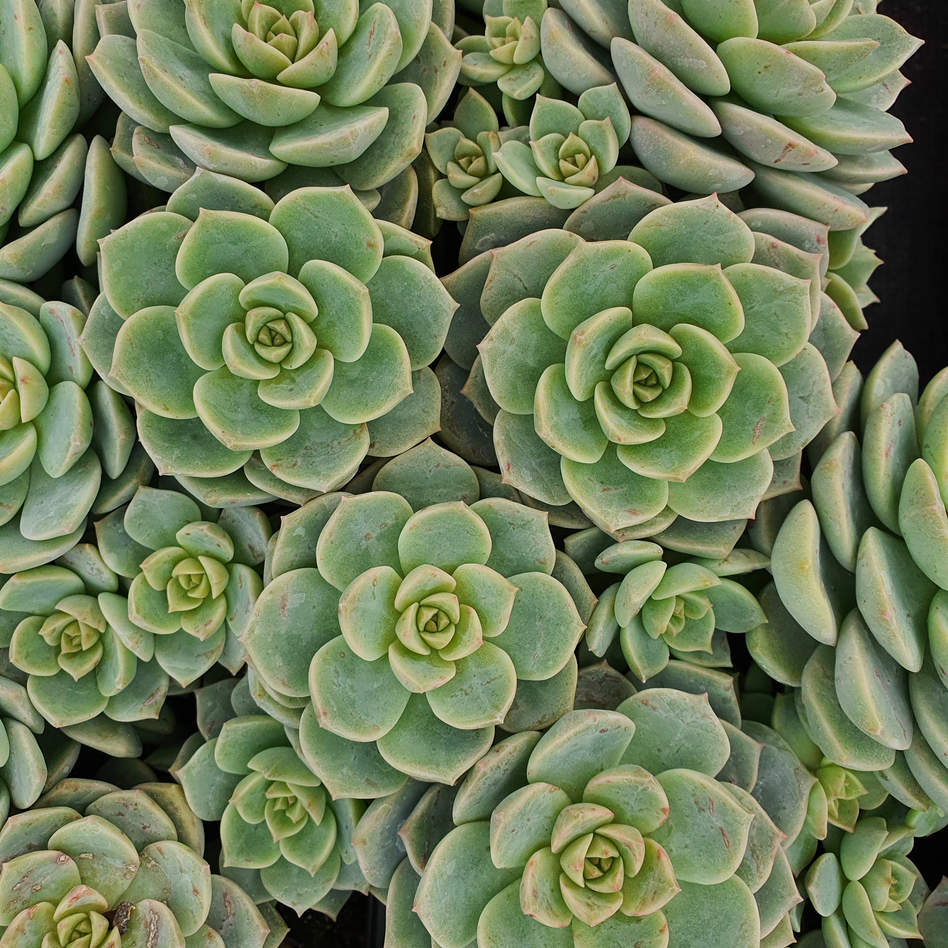 Echeveria rose
