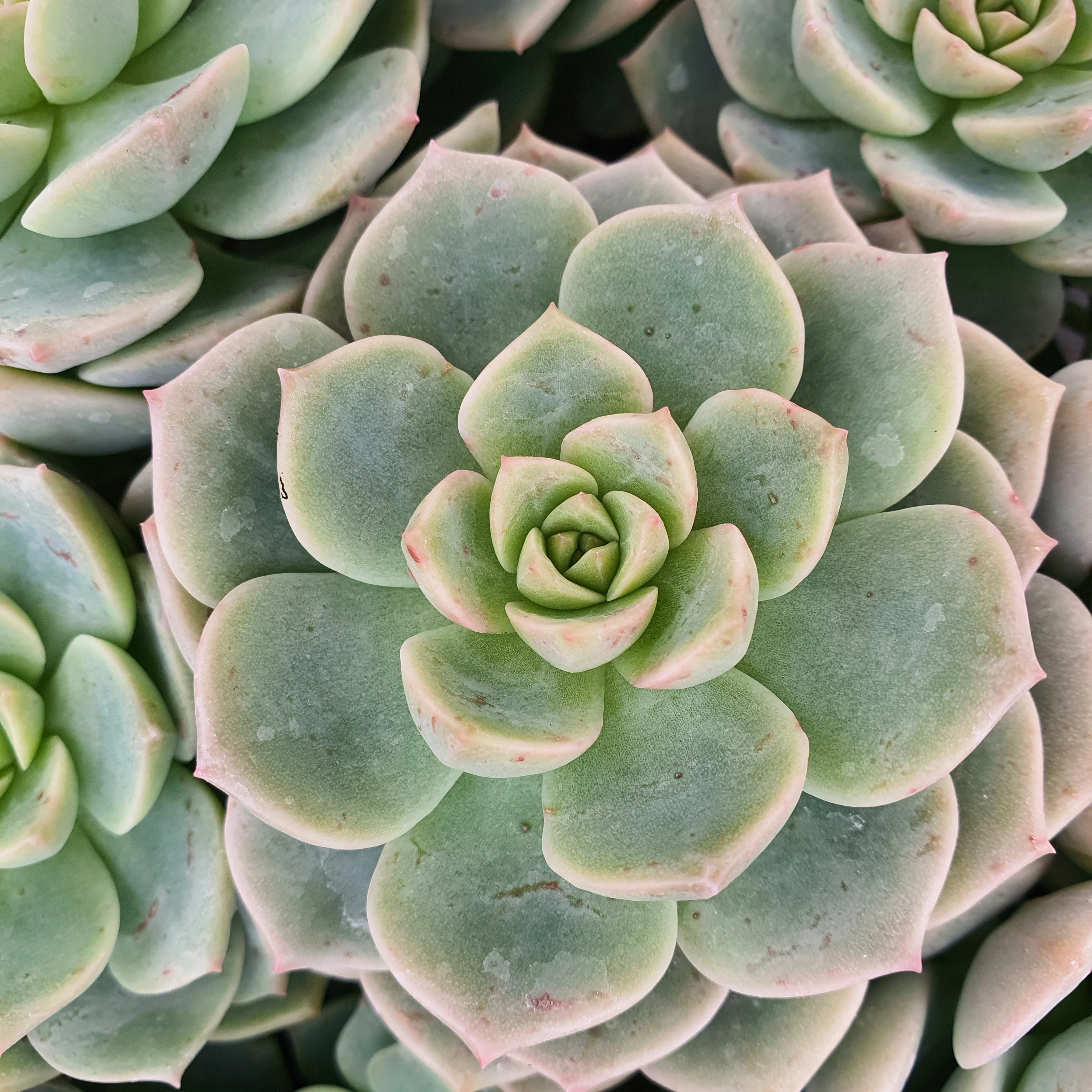 Echeveria rose - Image 2