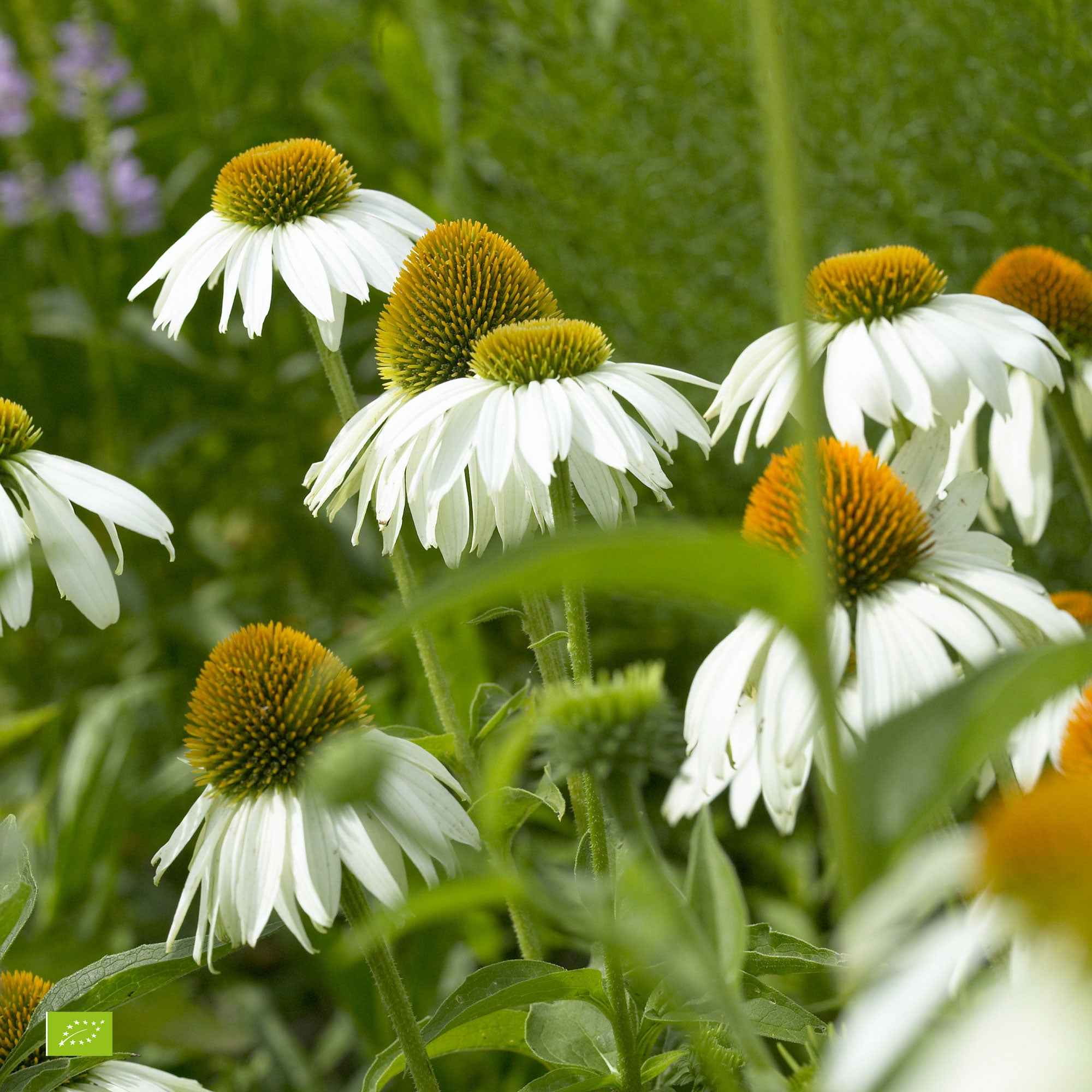 Echinacée pourpre 'Alba'
