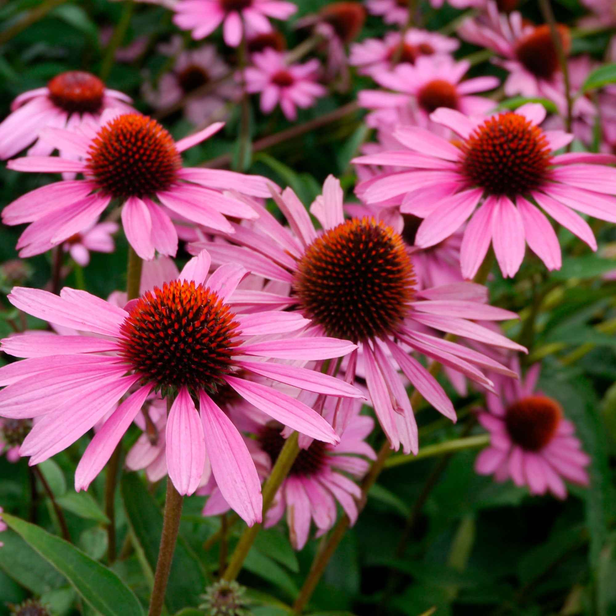 Echinacée pourpre 'Magnus Superior'