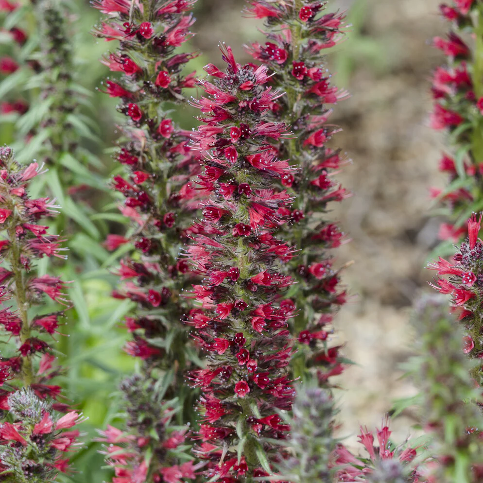 Echium amoenum Red Feathers - Image 2